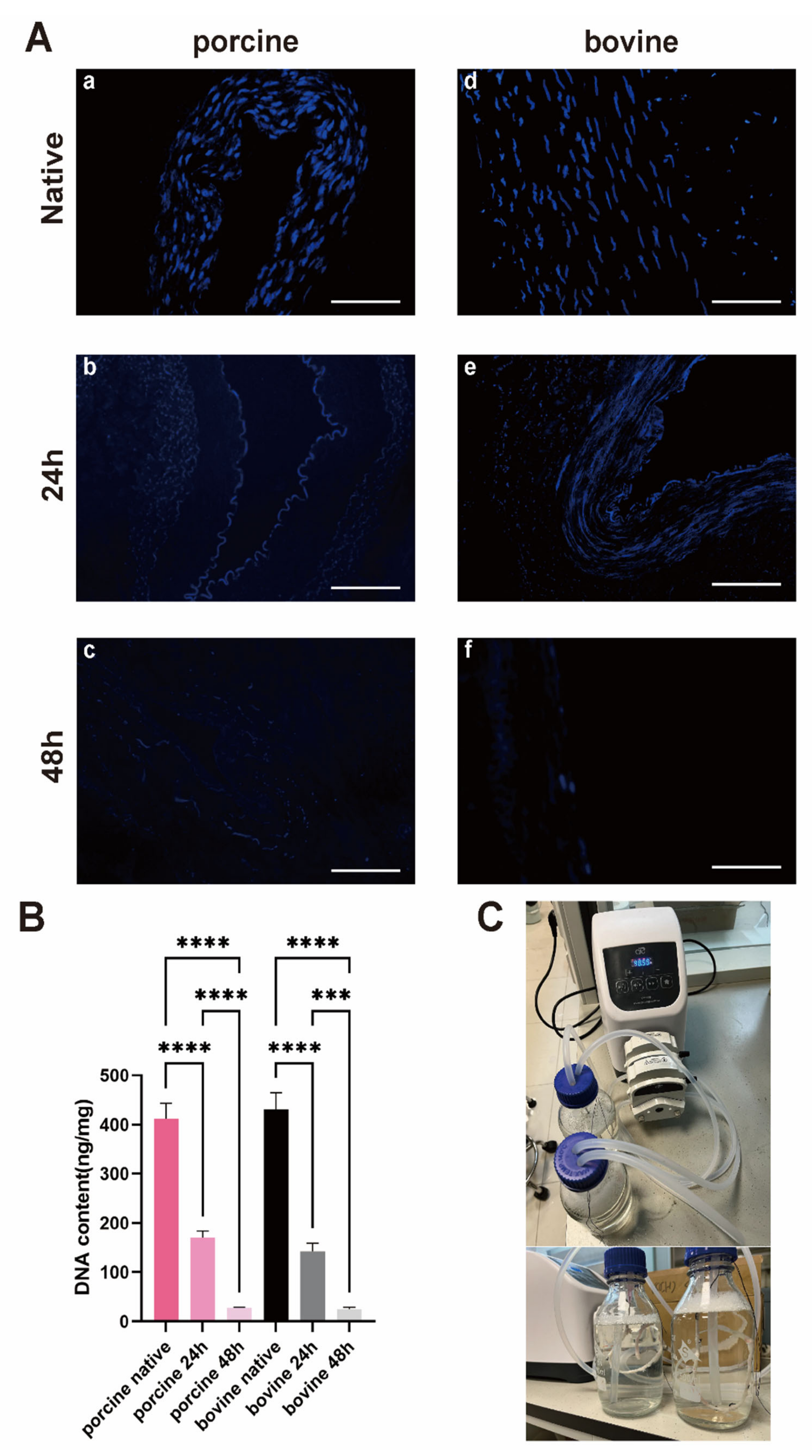 Bioengineering 11 00700 g002 Bioengineering 11 00700 g002