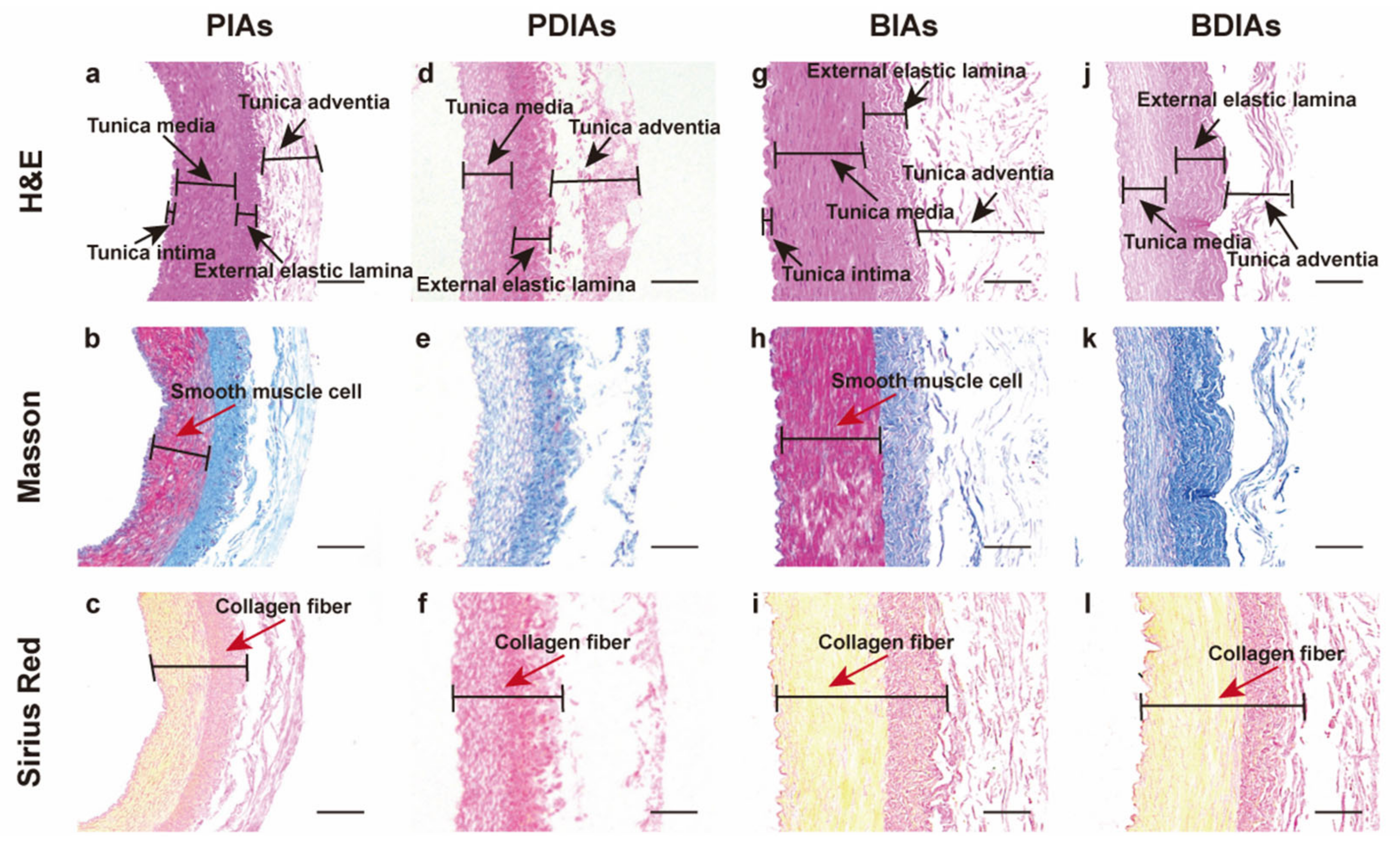 Bioengineering 11 00700 g003 Bioengineering 11 00700 g003
