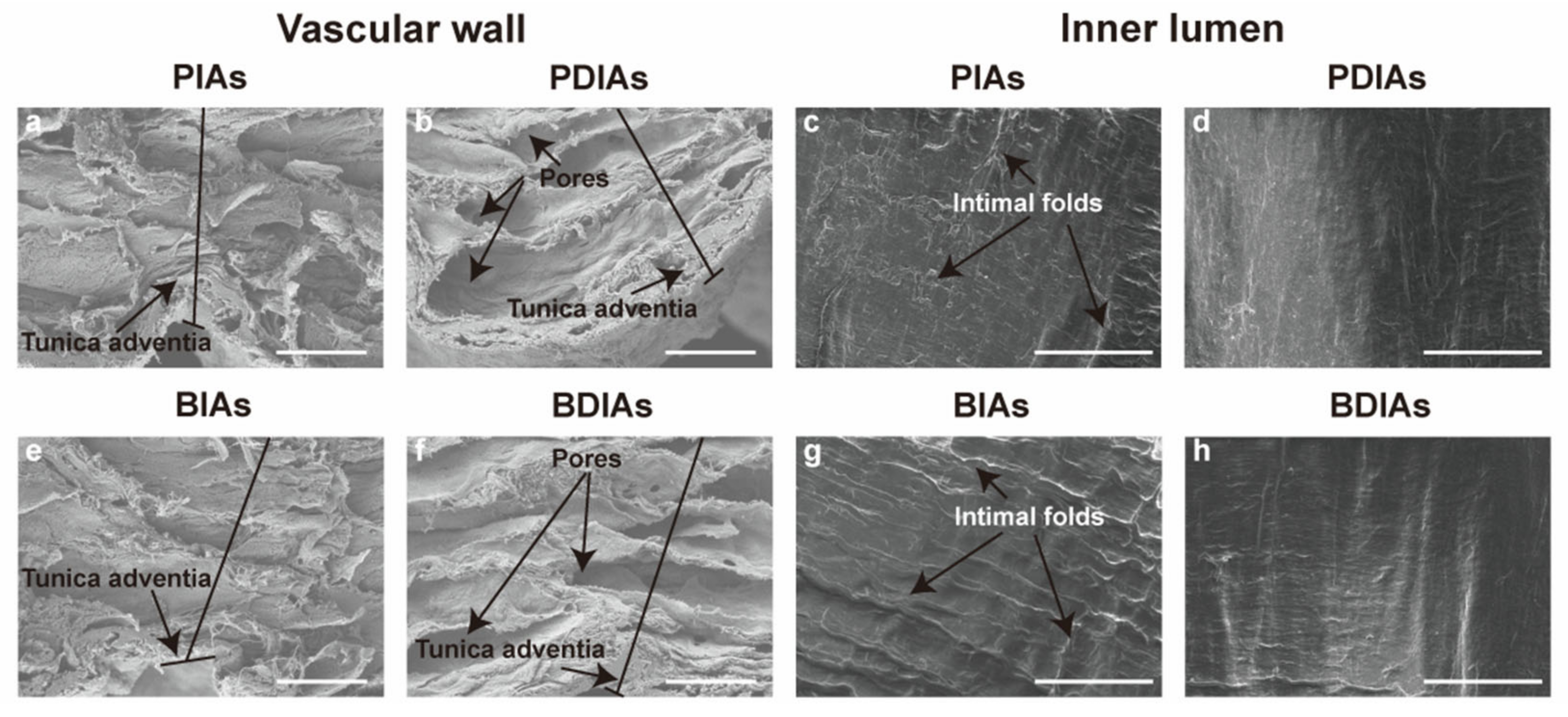 Bioengineering 11 00700 g004 Bioengineering 11 00700 g004