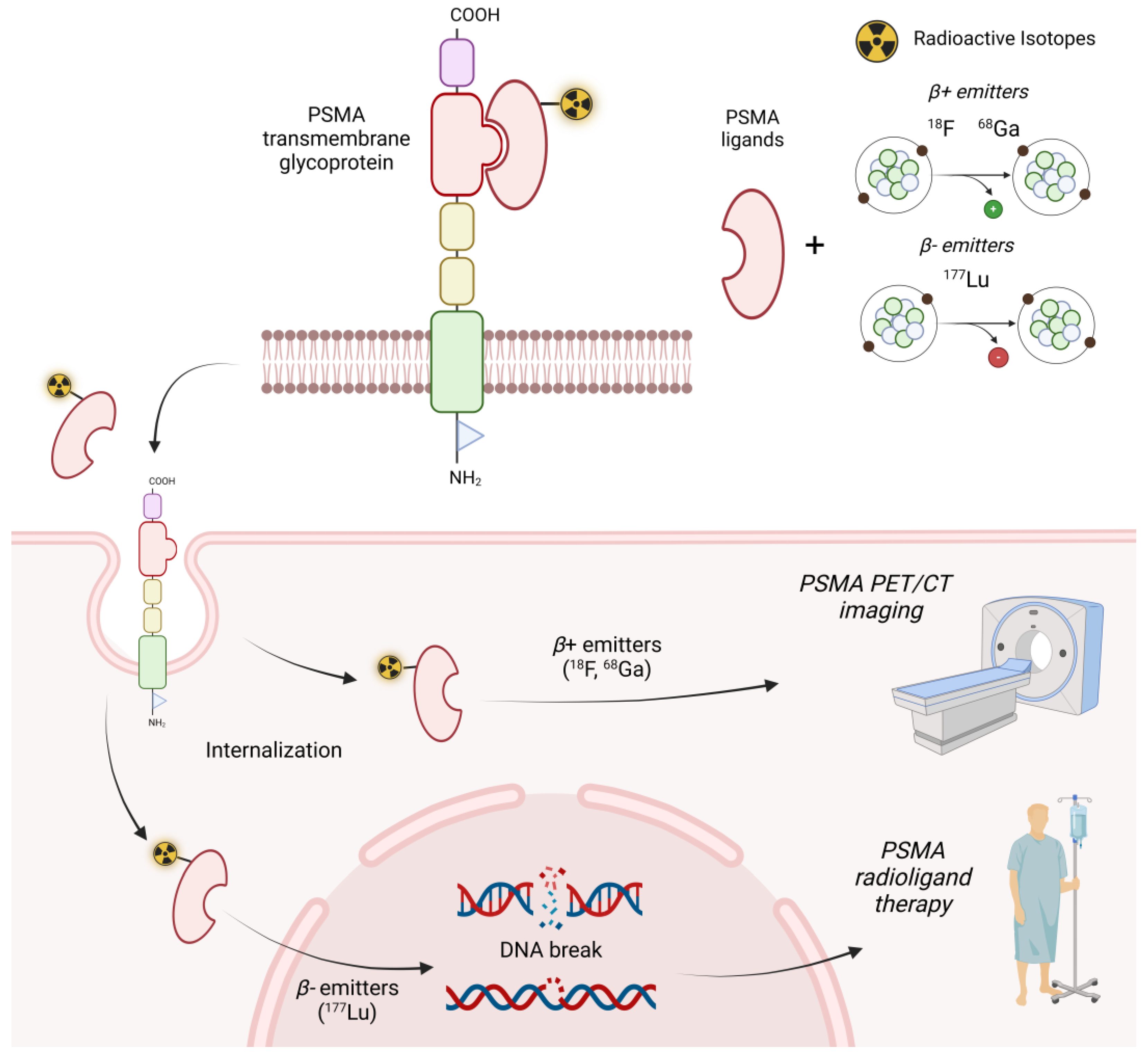 Bioengineering 11 00714 g001