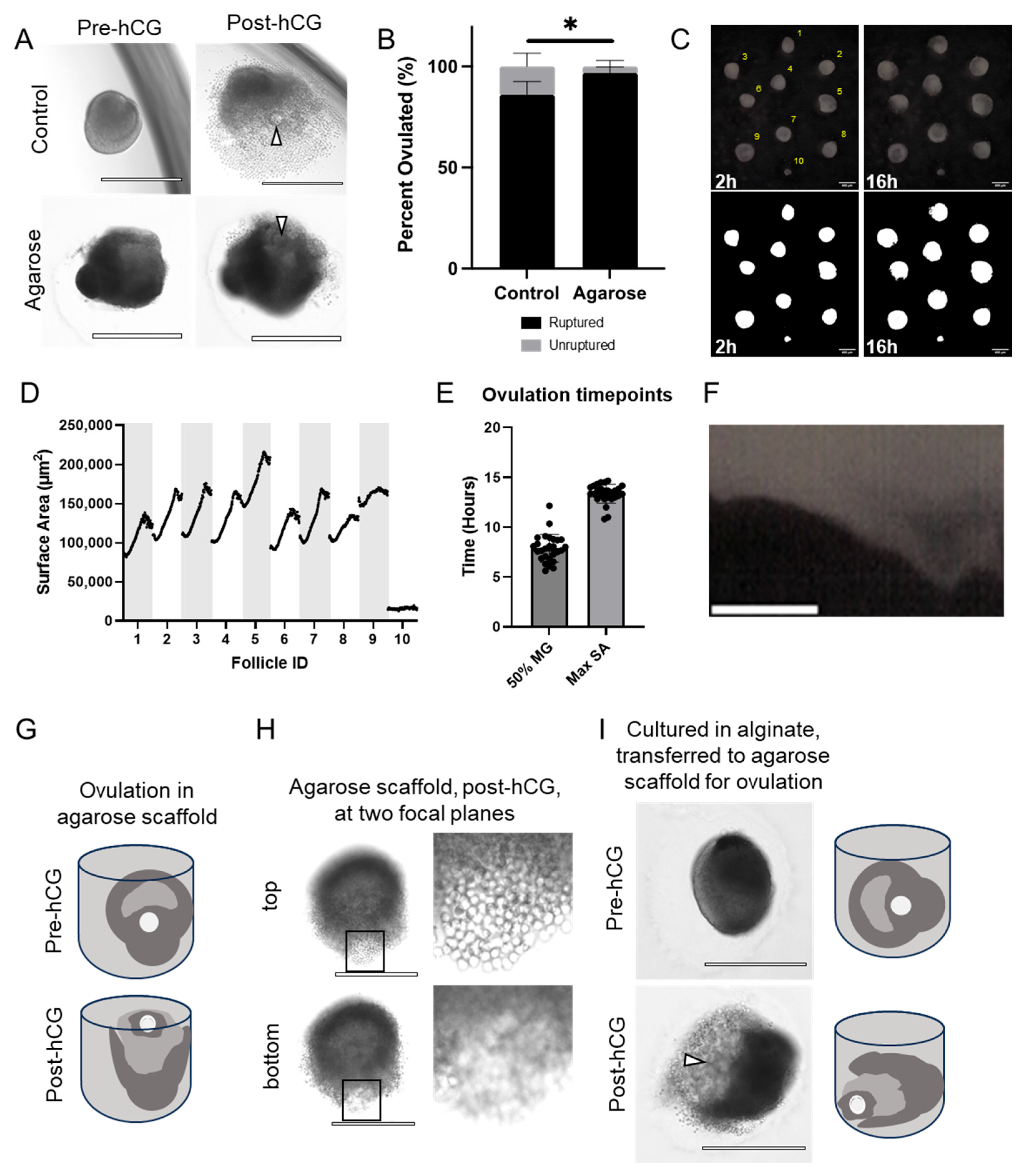 Bioengineering 11 00719 g003 Bioengineering 11 00719 g003
