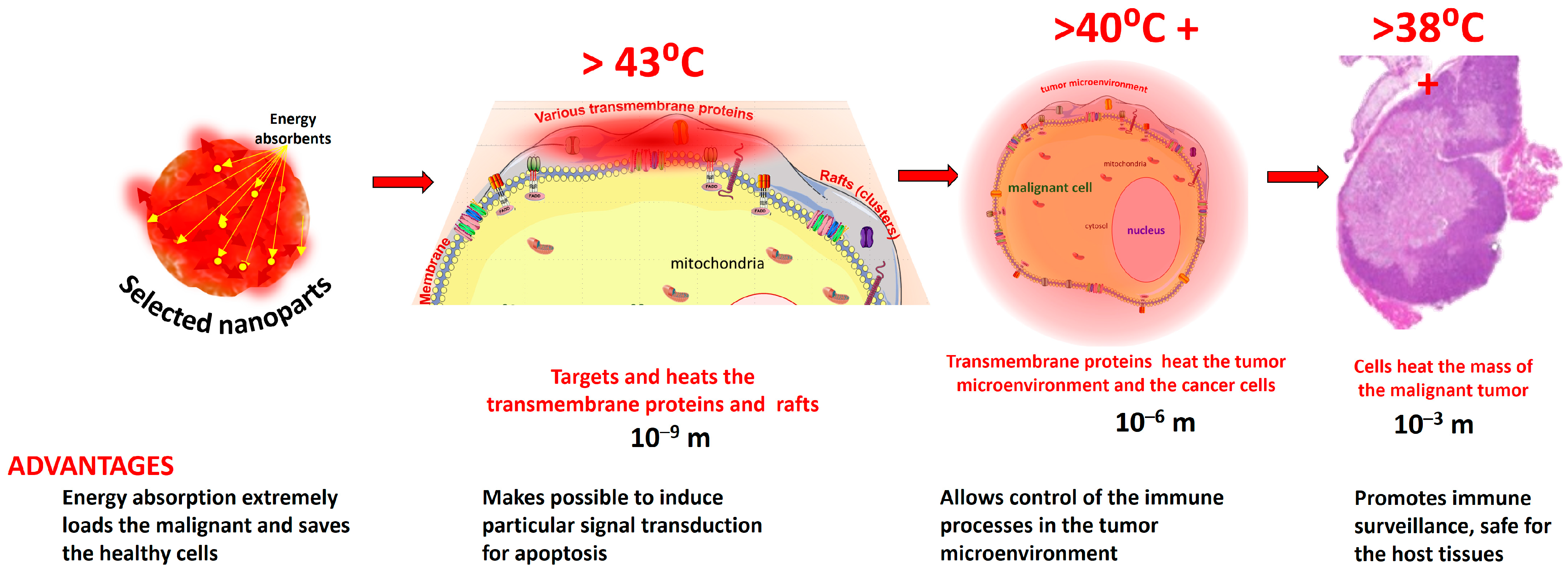 Bioengineering 11 00725 g004