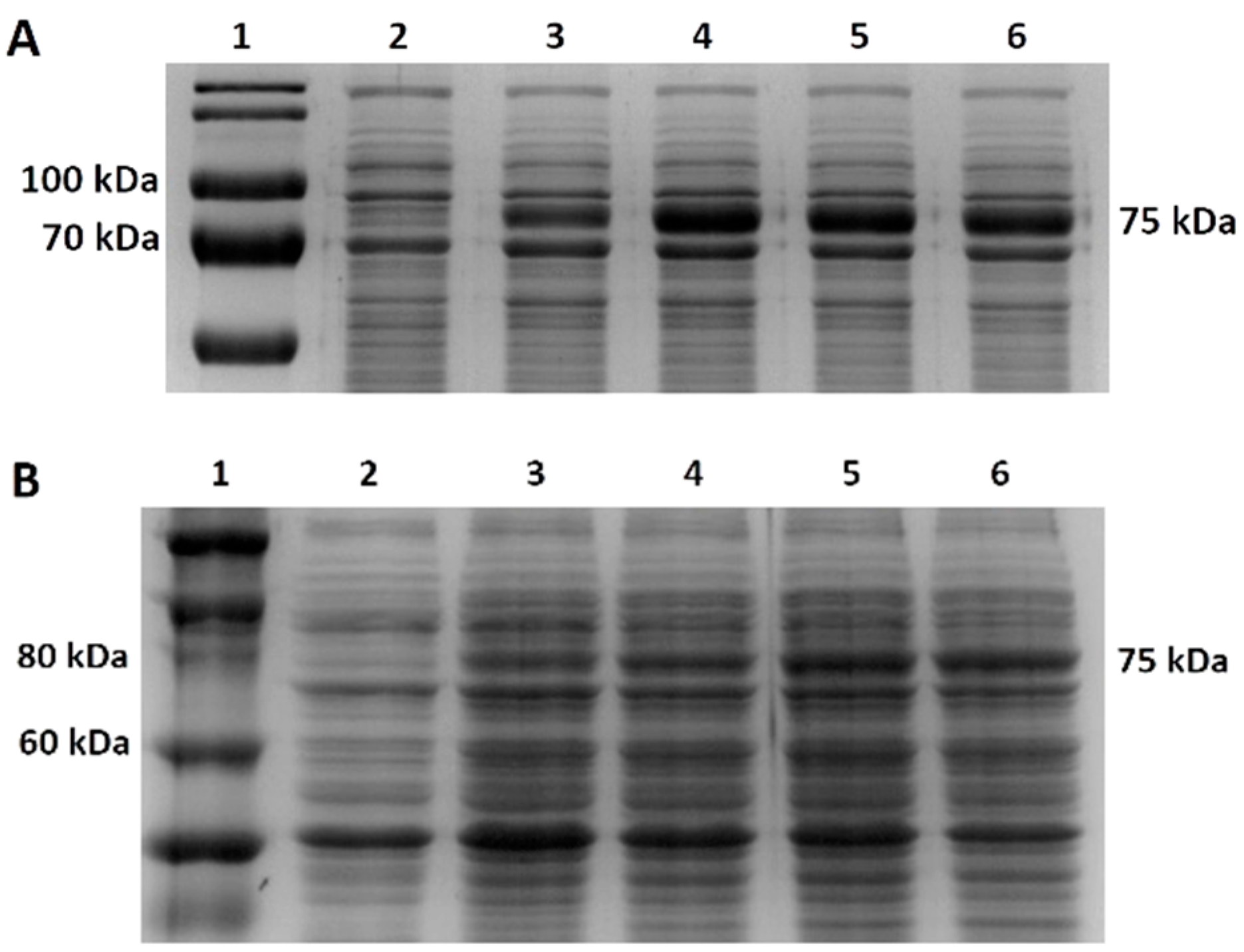 Bioengineering 11 00727 g002