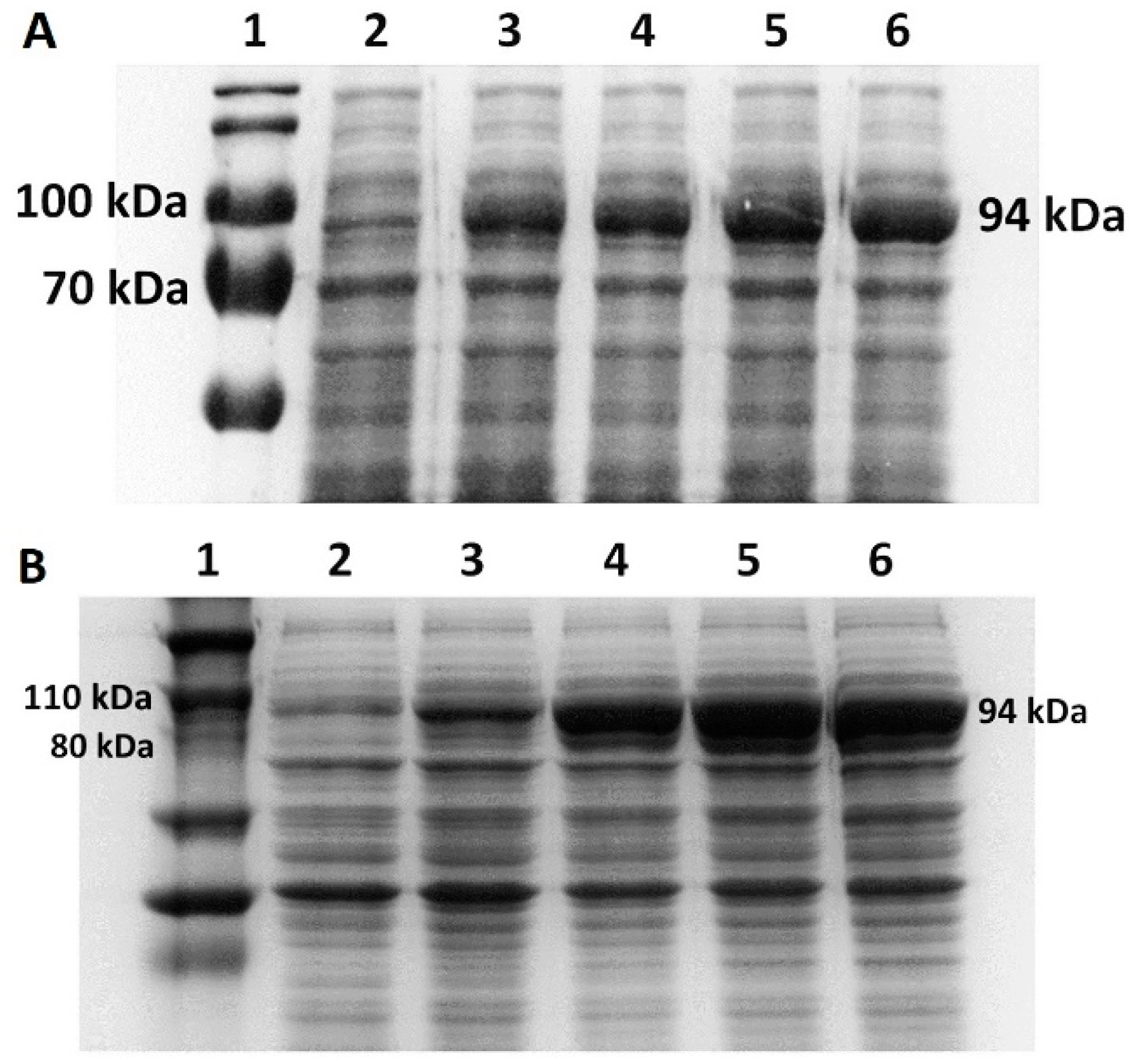 Bioengineering 11 00727 g004