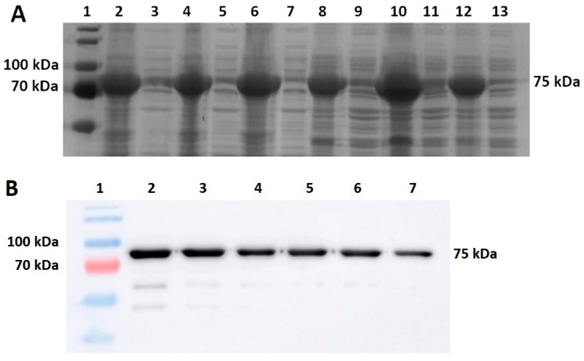 Bioengineering 11 00727 g005