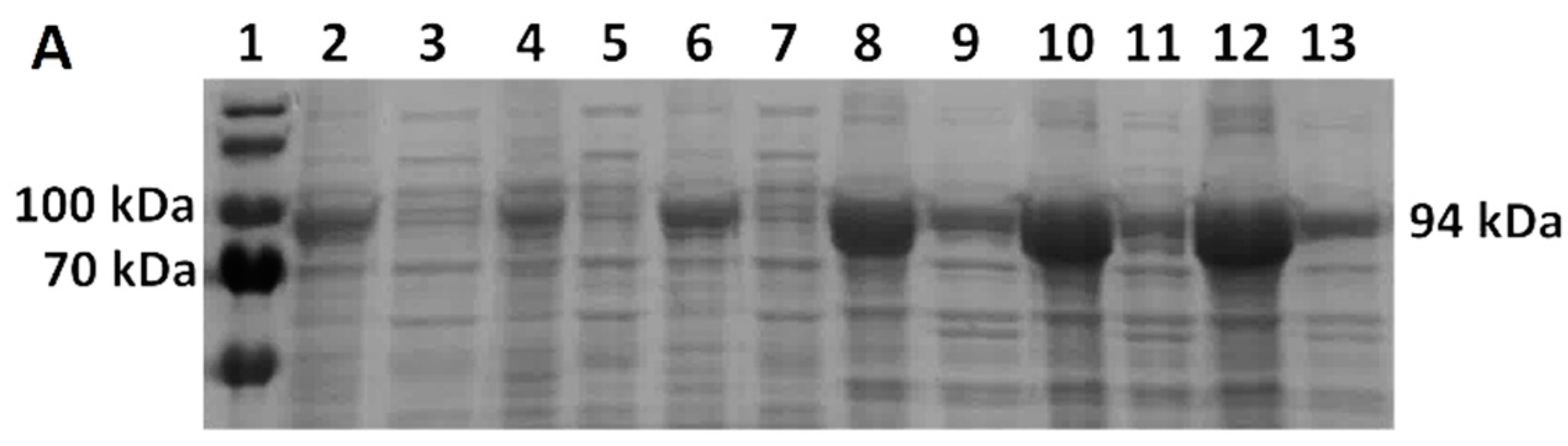 Bioengineering 11 00727 g007a