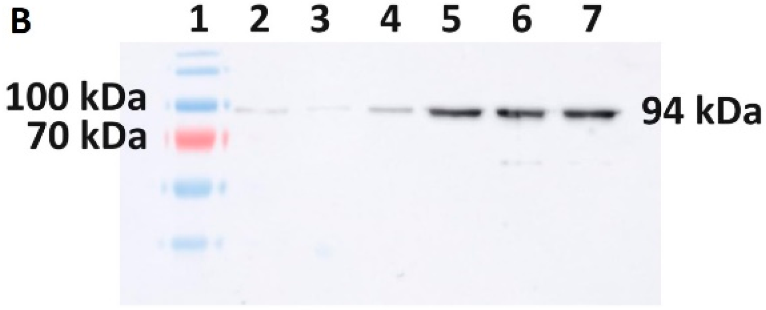 Bioengineering 11 00727 g007b