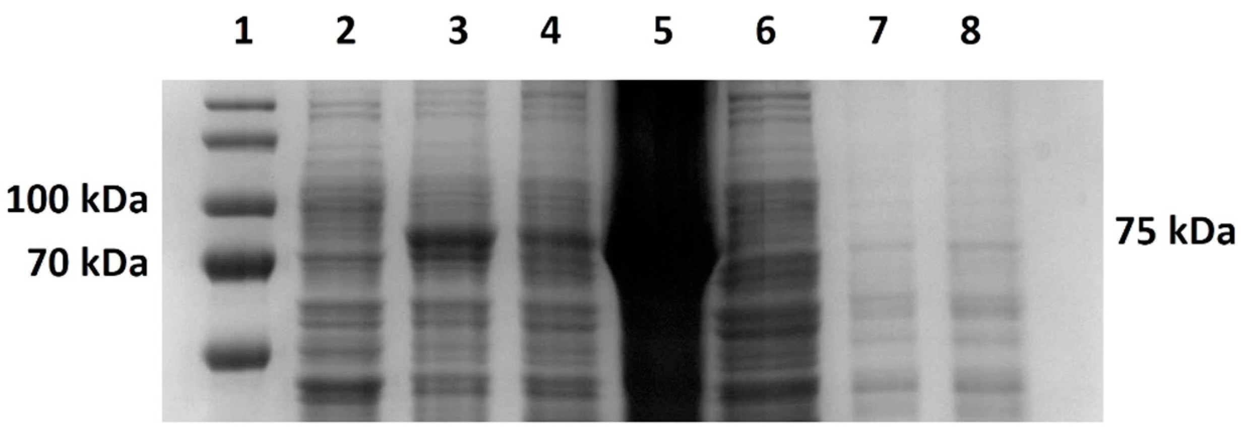 Bioengineering 11 00727 g009