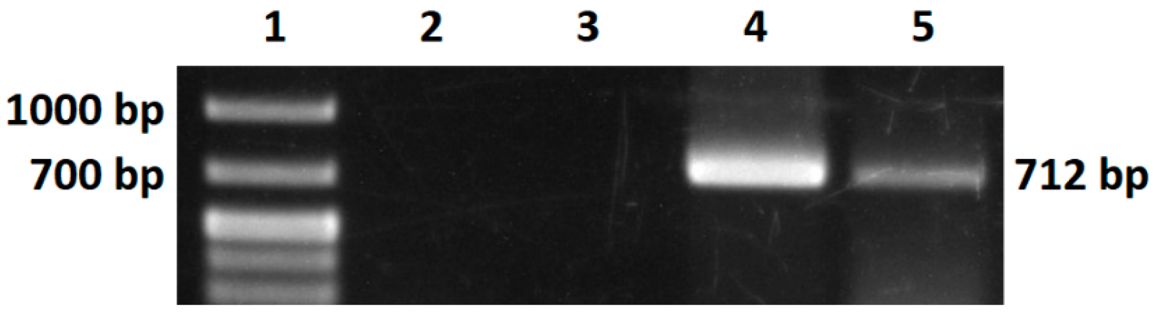Bioengineering 11 00727 g011
