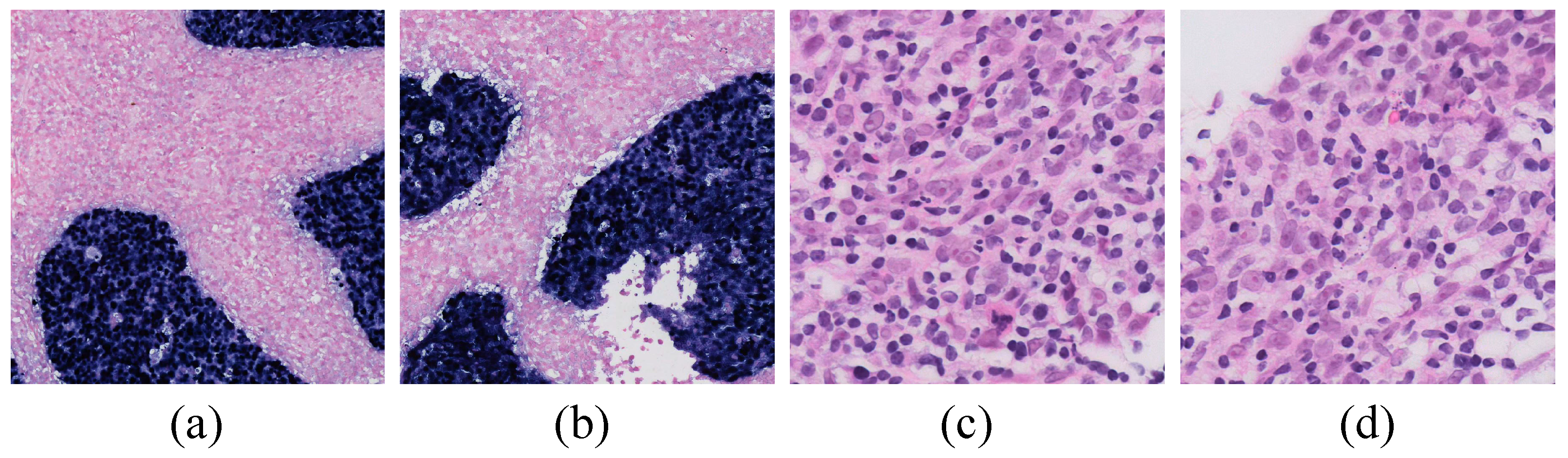 Bioengineering 11 00739 g001