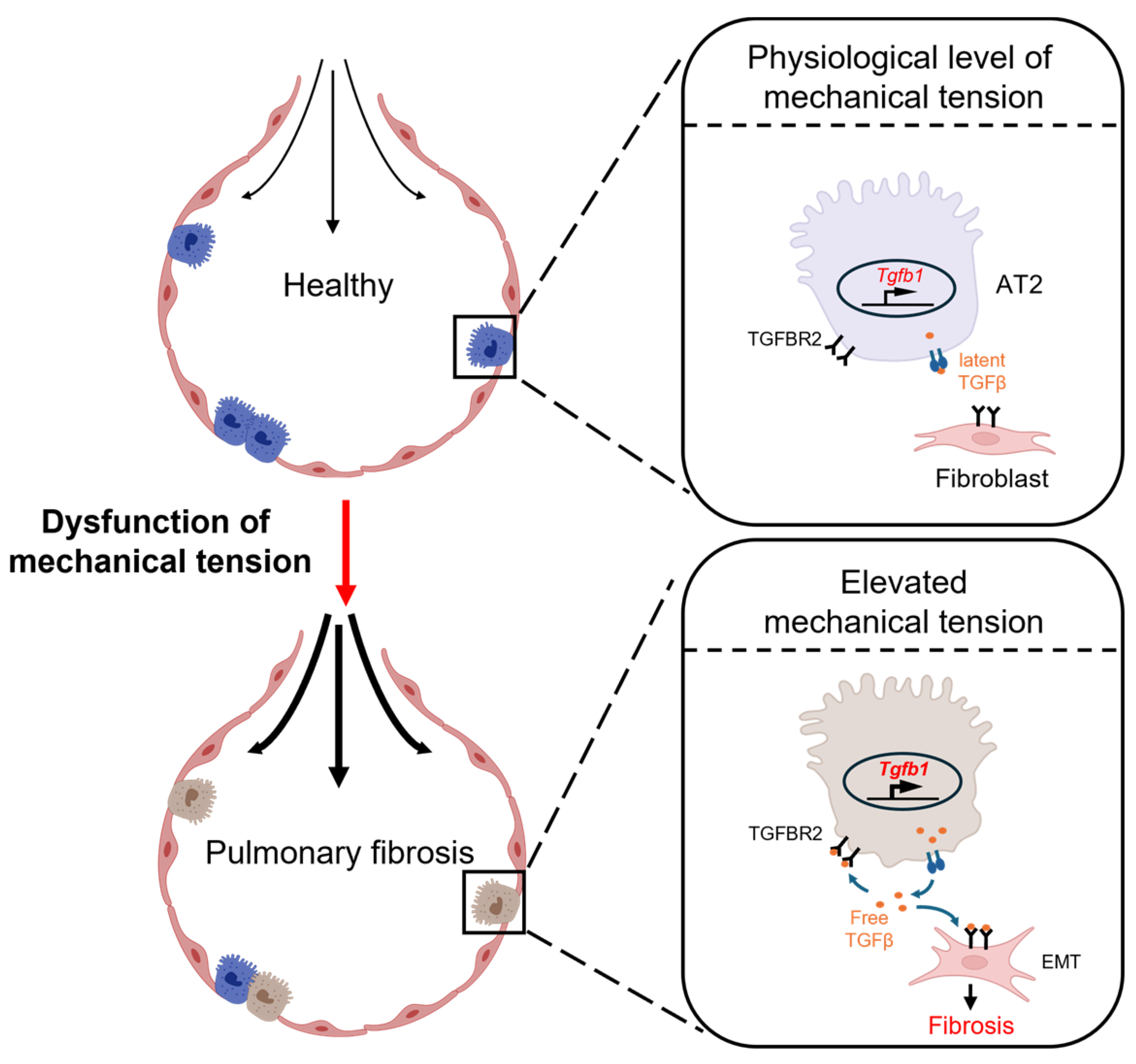 Bioengineering 11 00747 g004