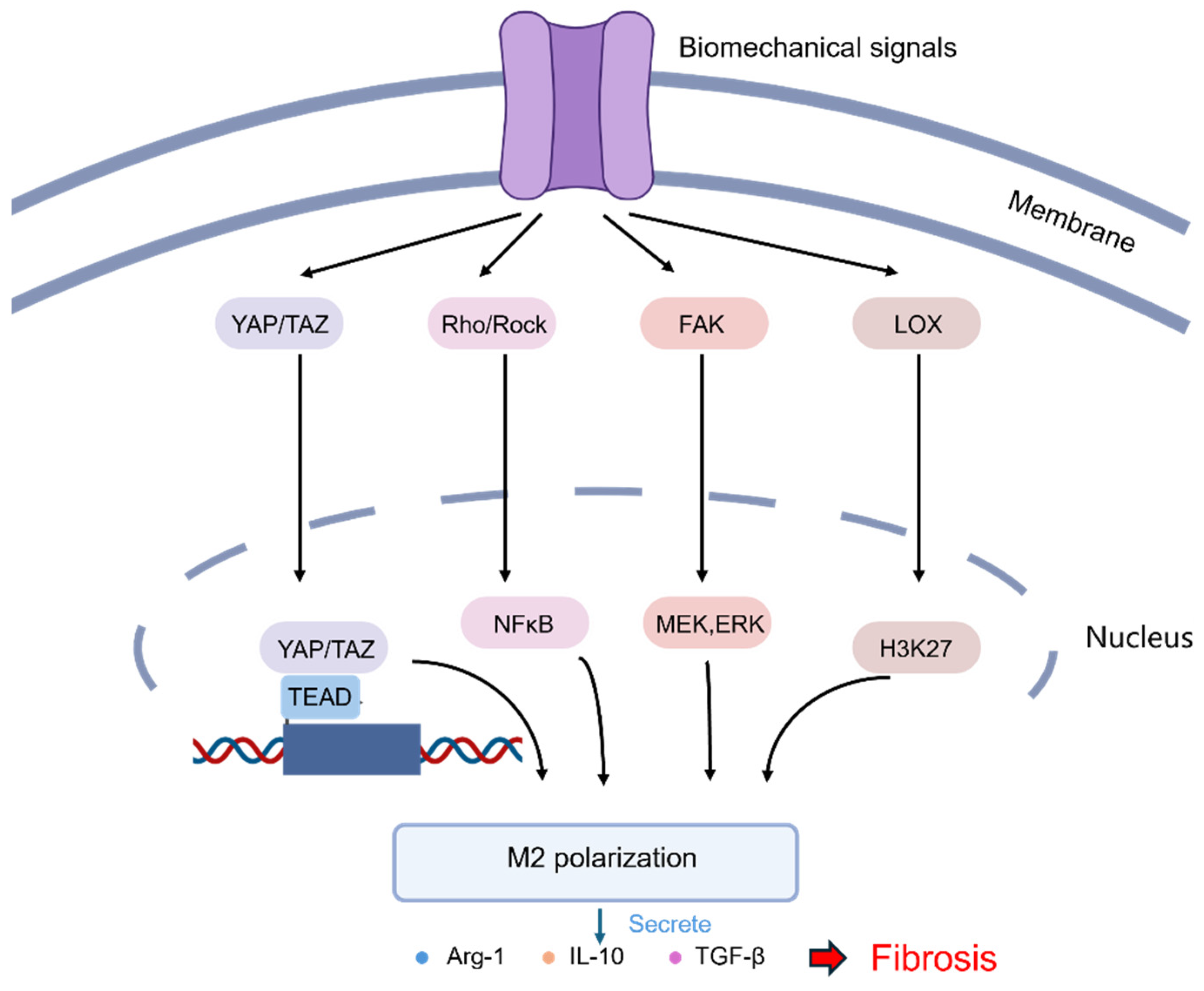 Bioengineering 11 00747 g006