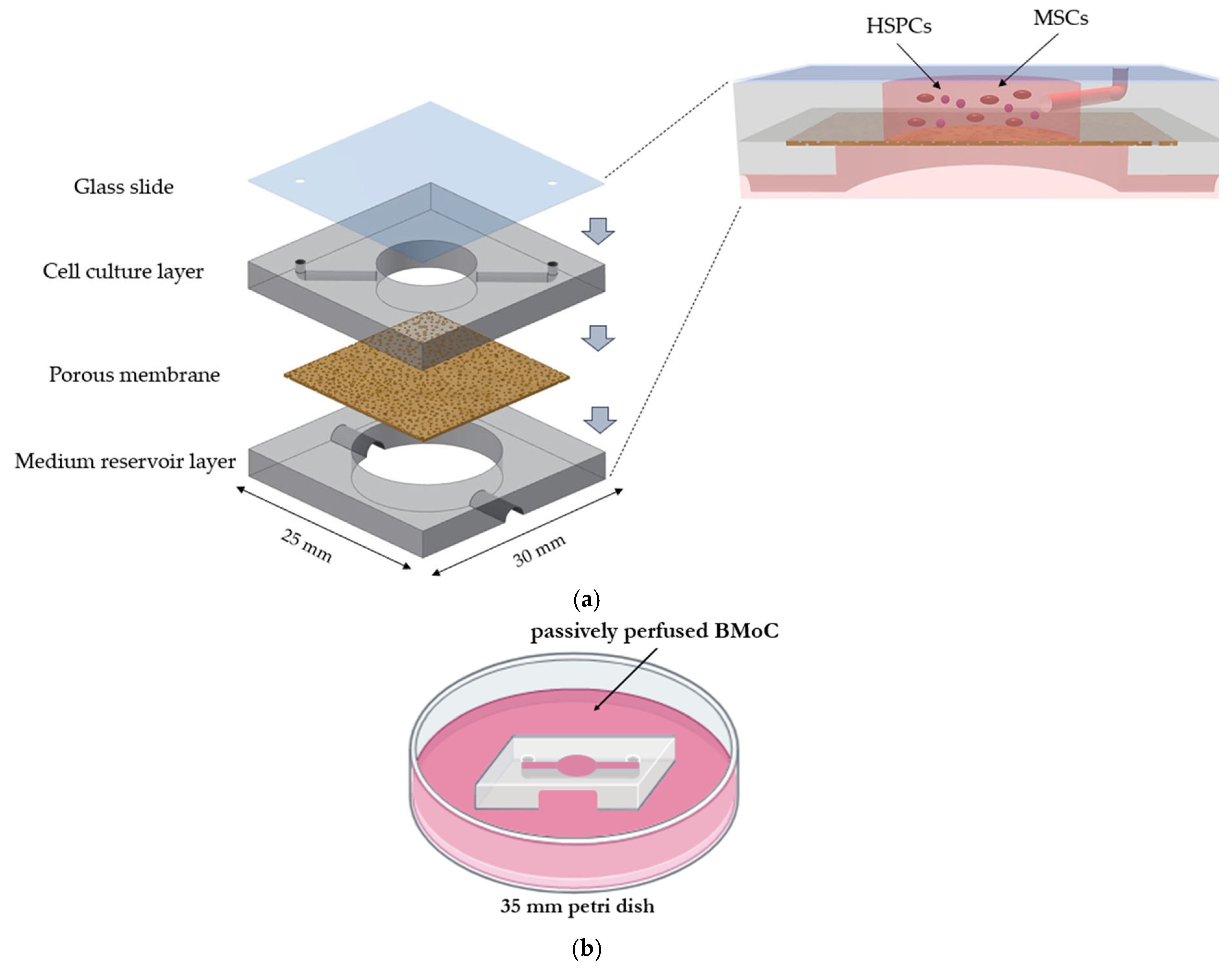 Bioengineering 11 00748 g001