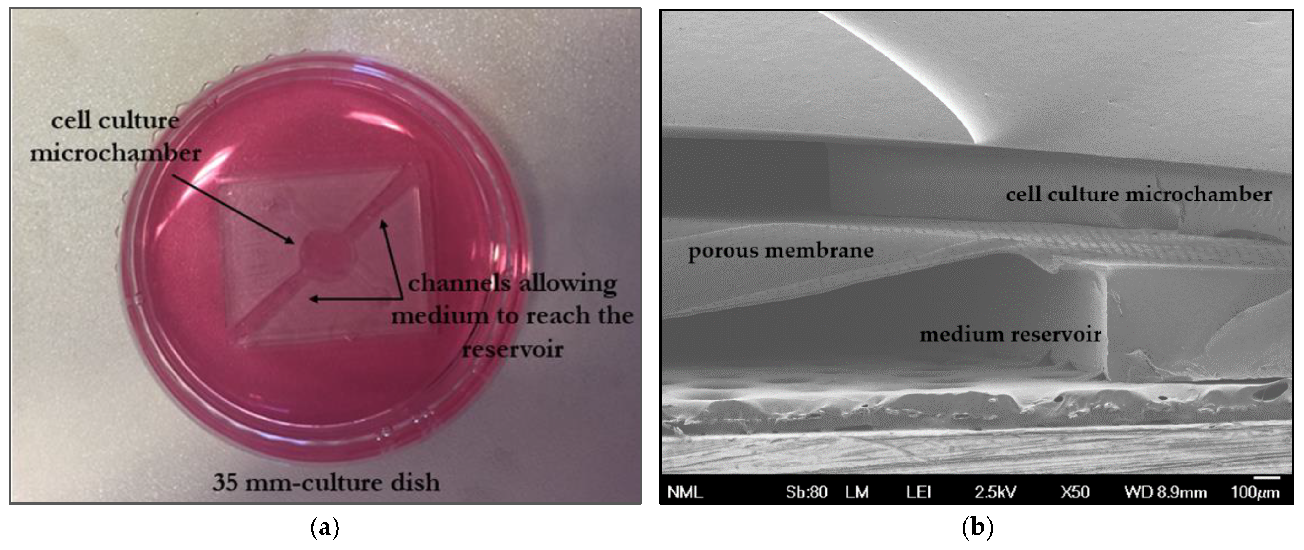 Bioengineering 11 00748 g003