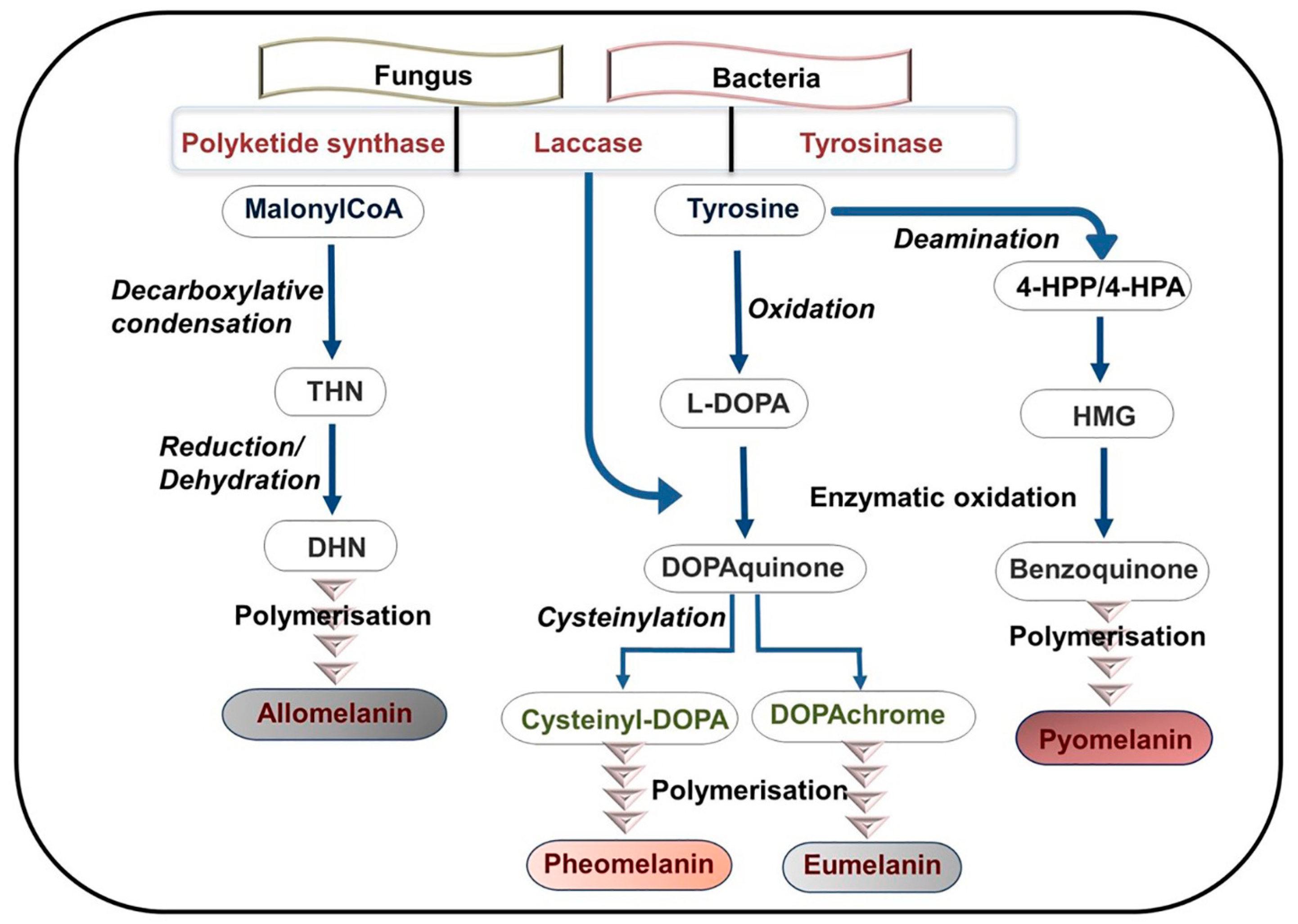 Bioengineering 11 00756 g004