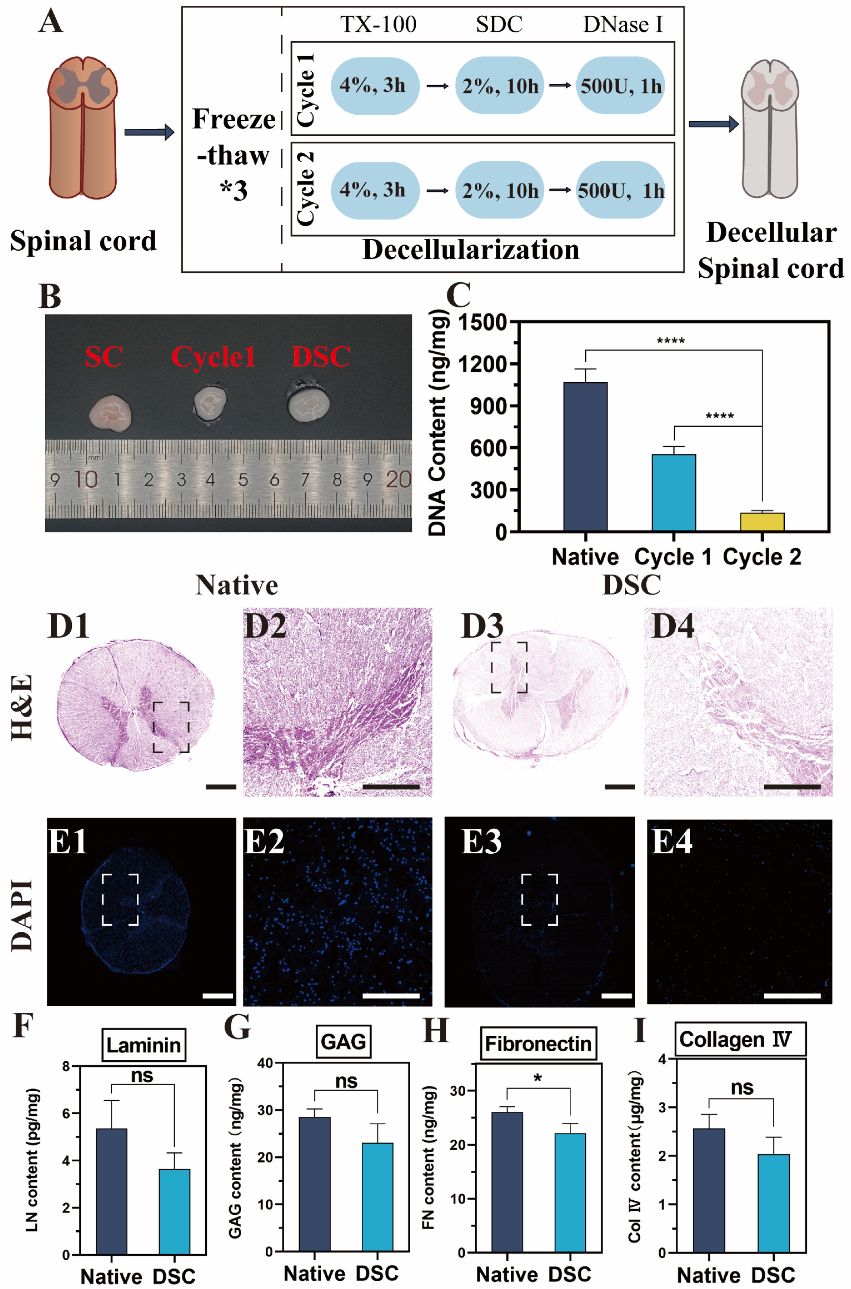 Bioengineering 11 00772 g001