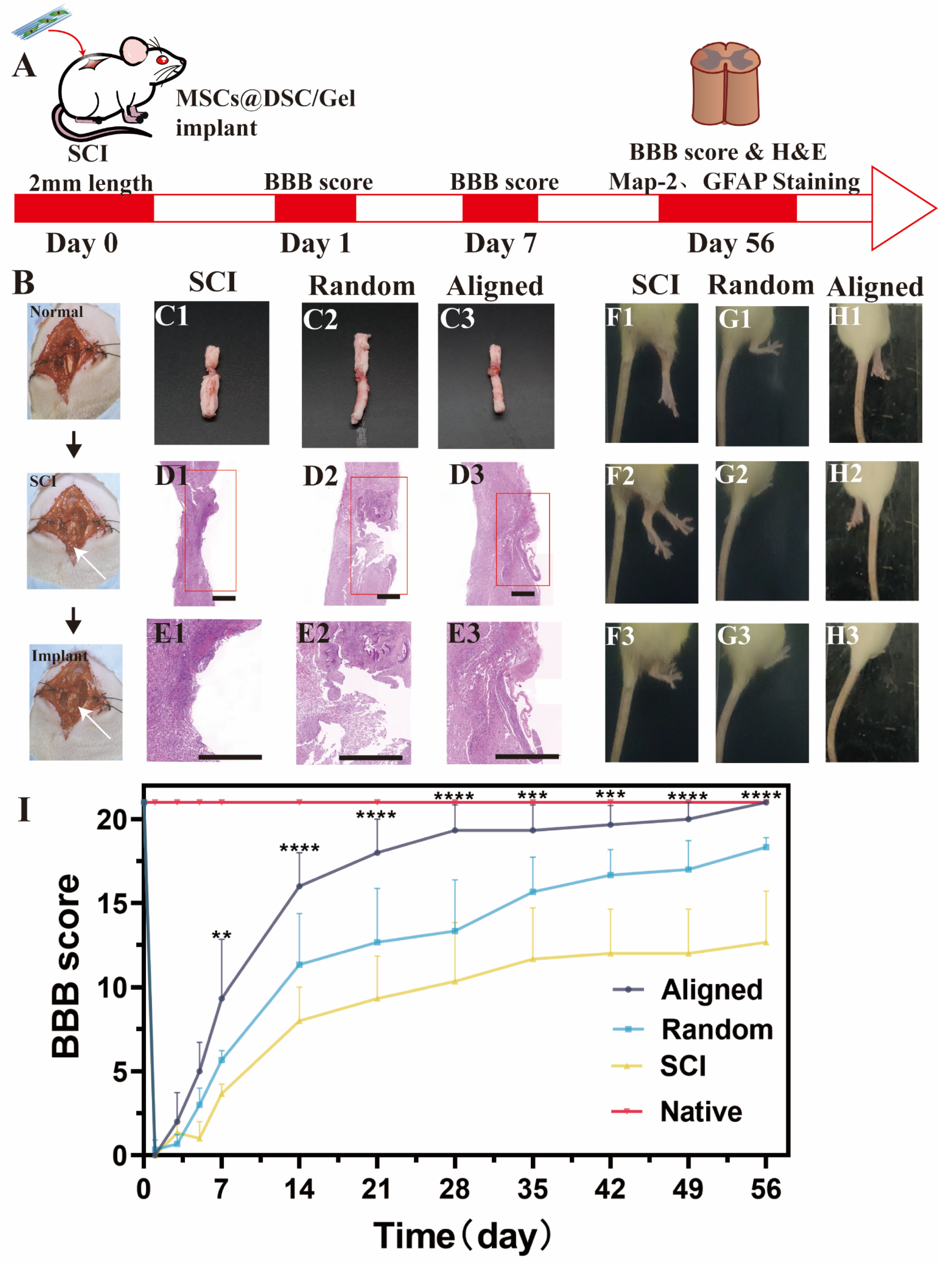Bioengineering 11 00772 g006