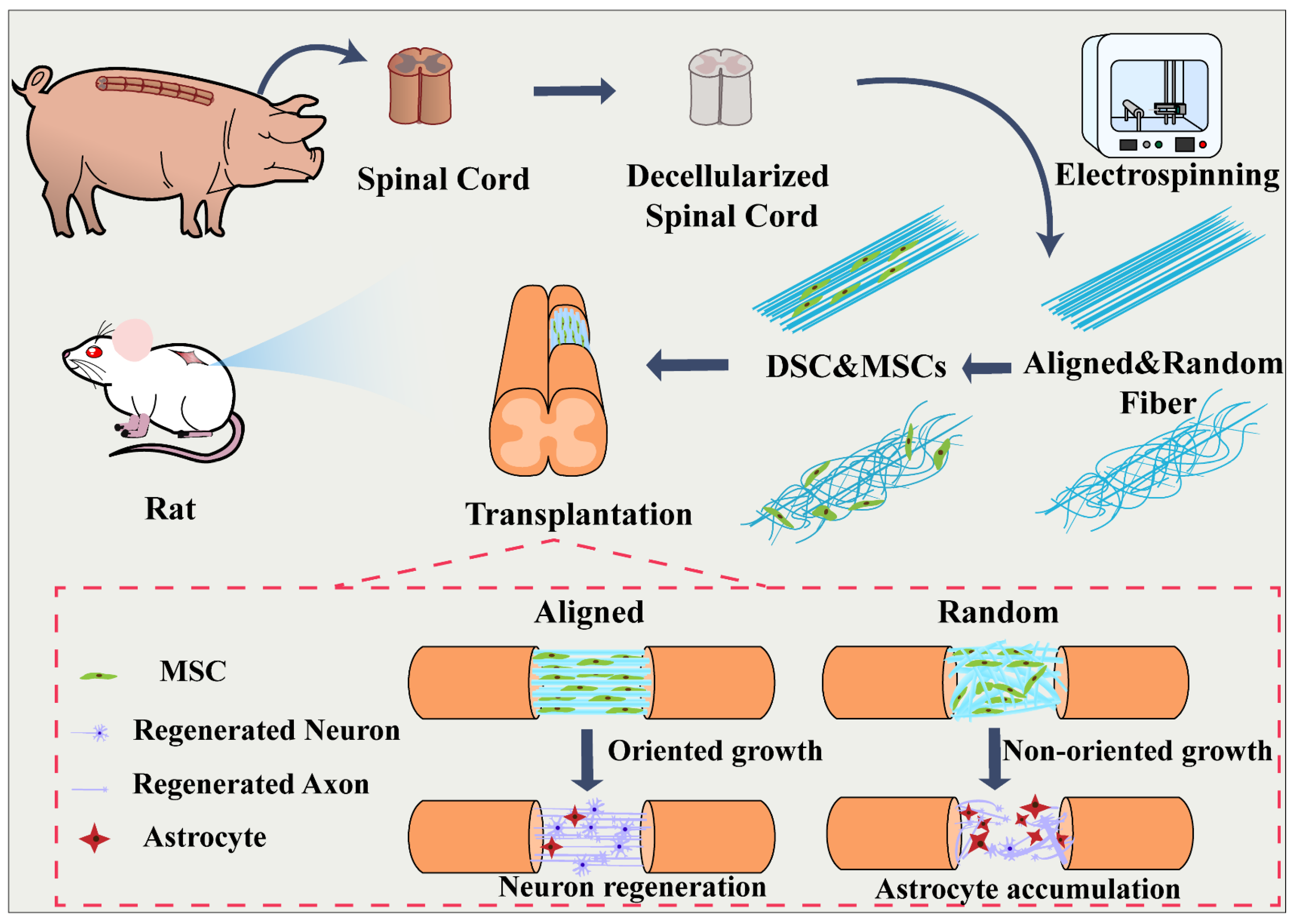 Bioengineering 11 00772 sch001