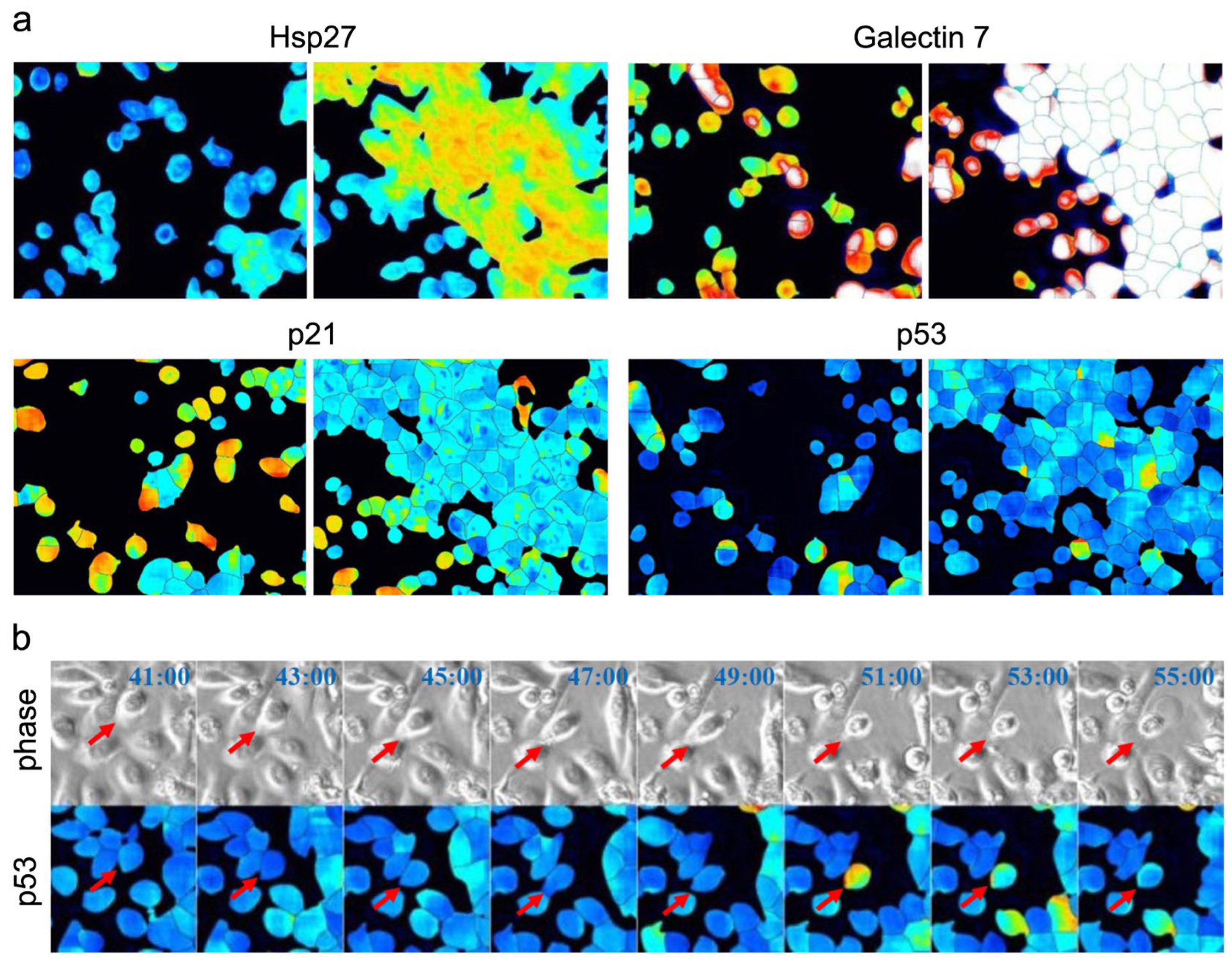 Bioengineering 11 00774 g005