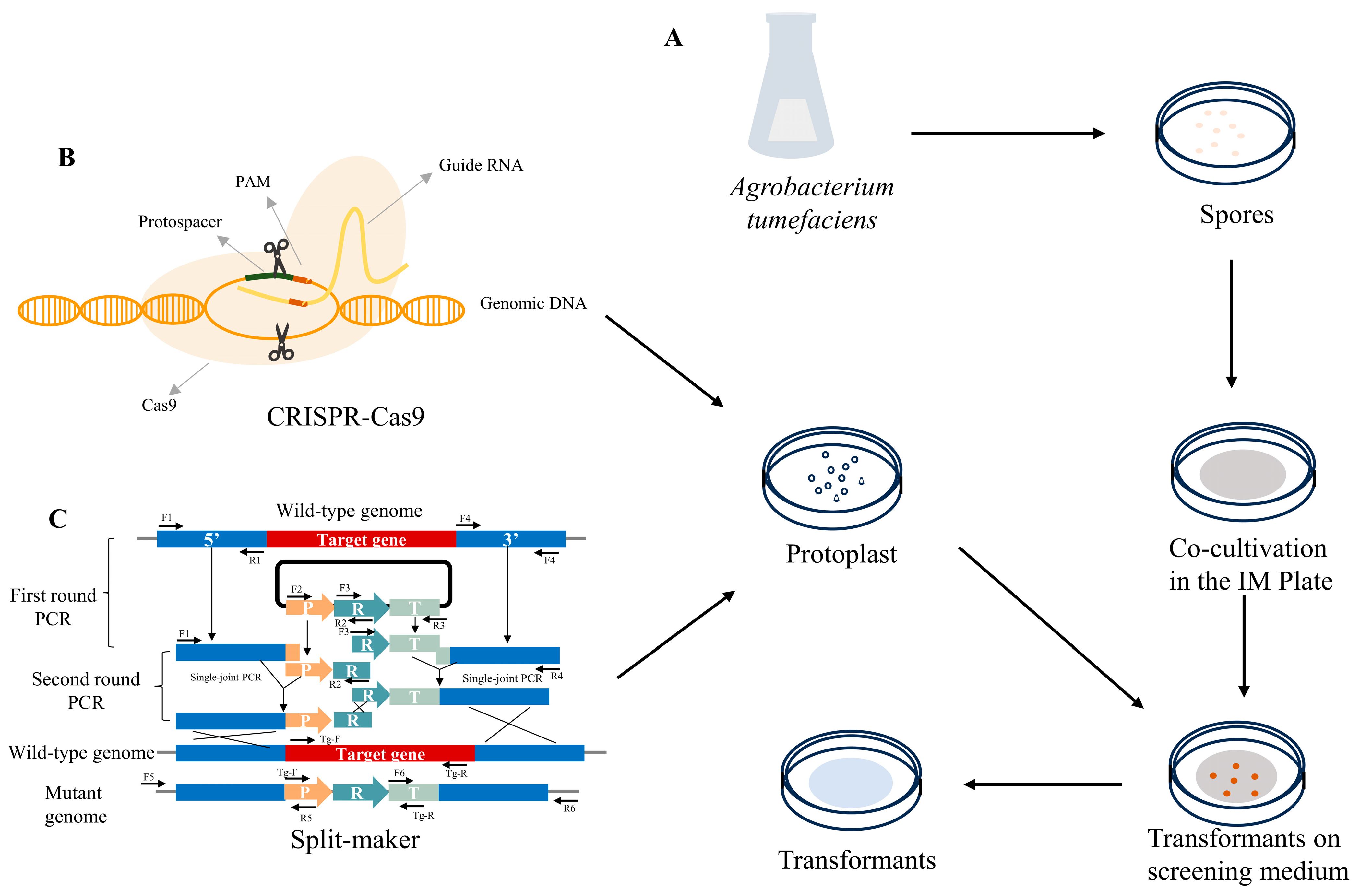 Bioengineering 11 00783 g001