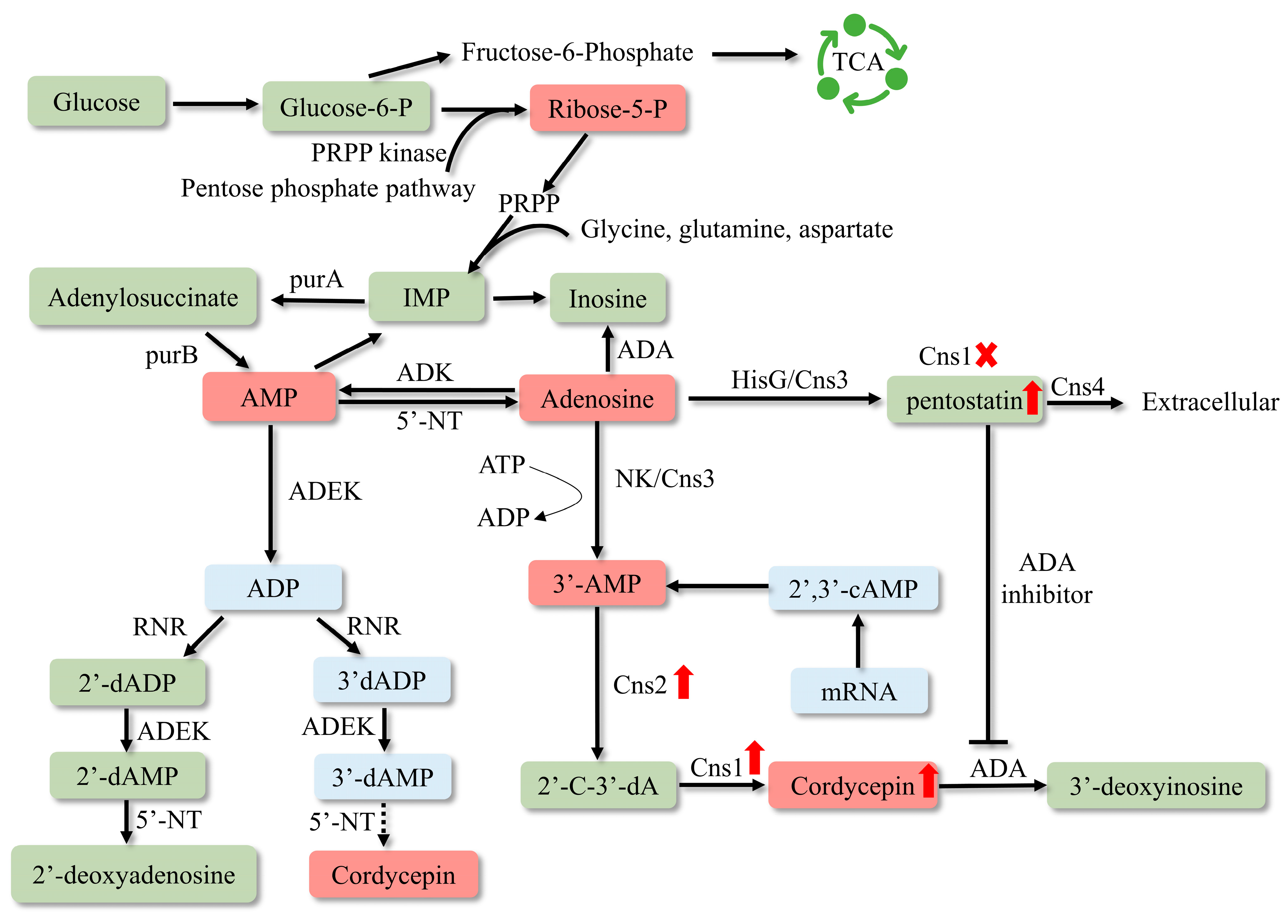 Bioengineering 11 00783 g002