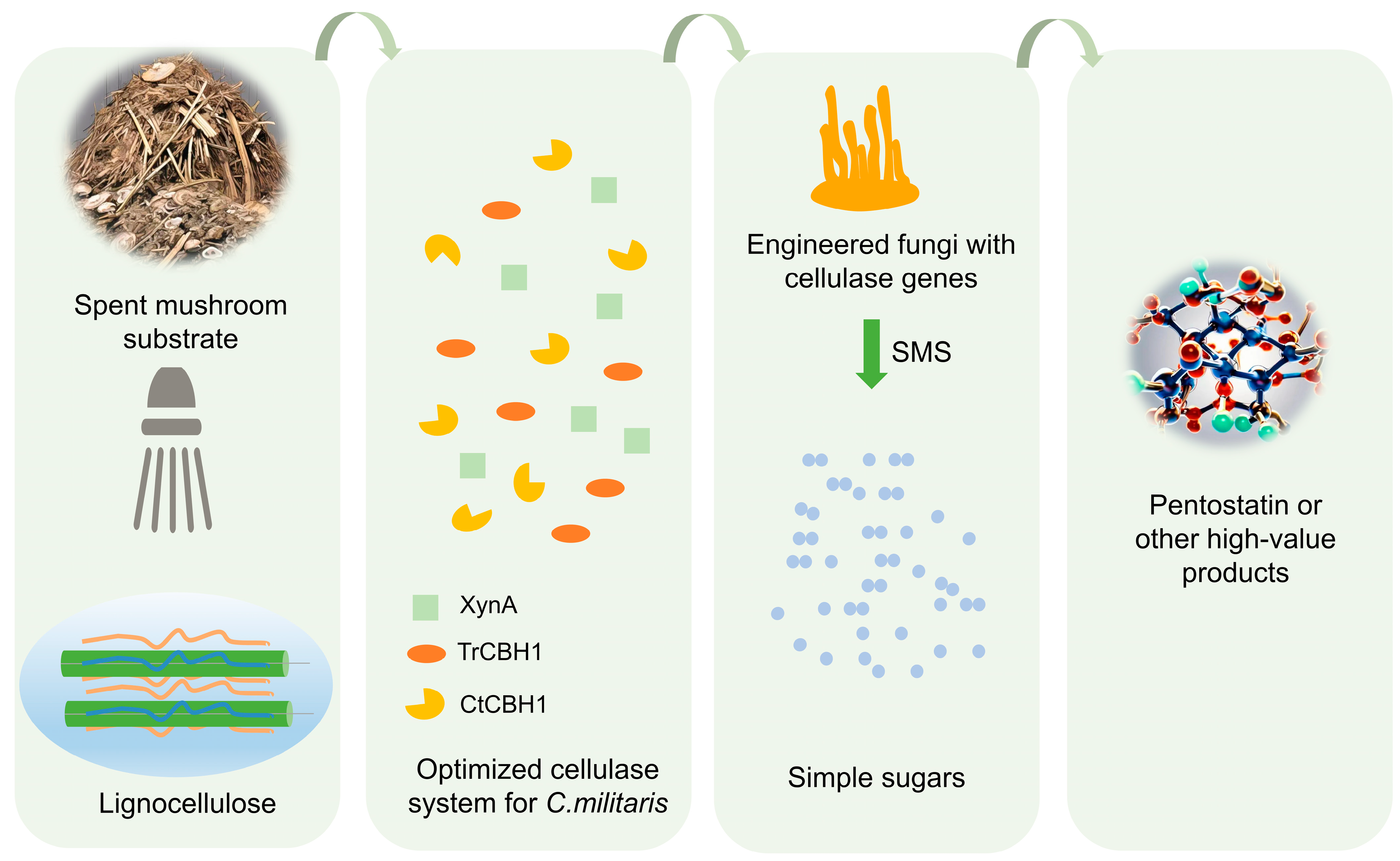 Bioengineering 11 00783 g004