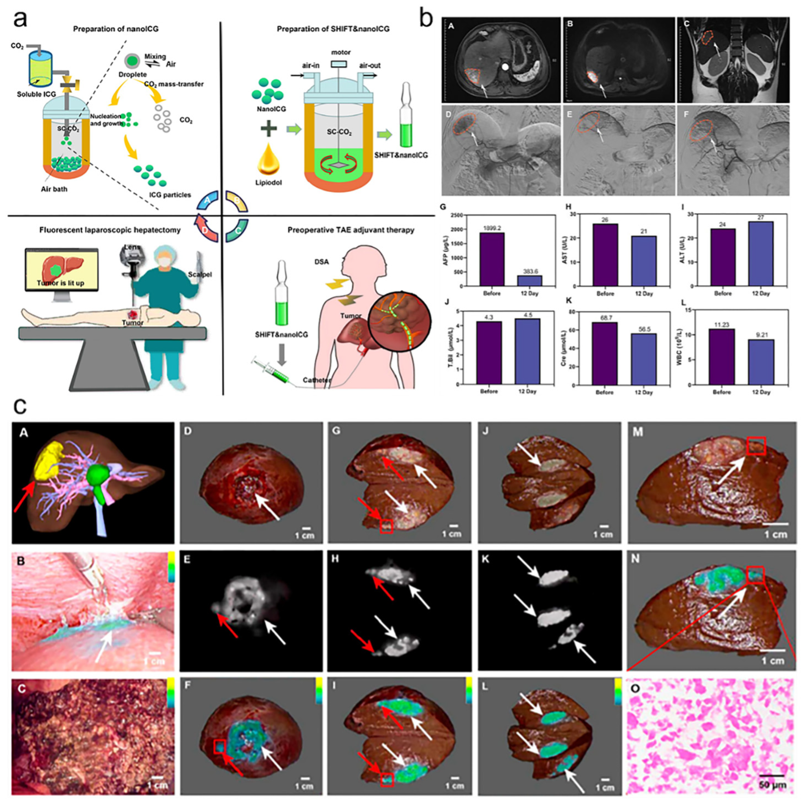 Bioengineering 11 00788 g005