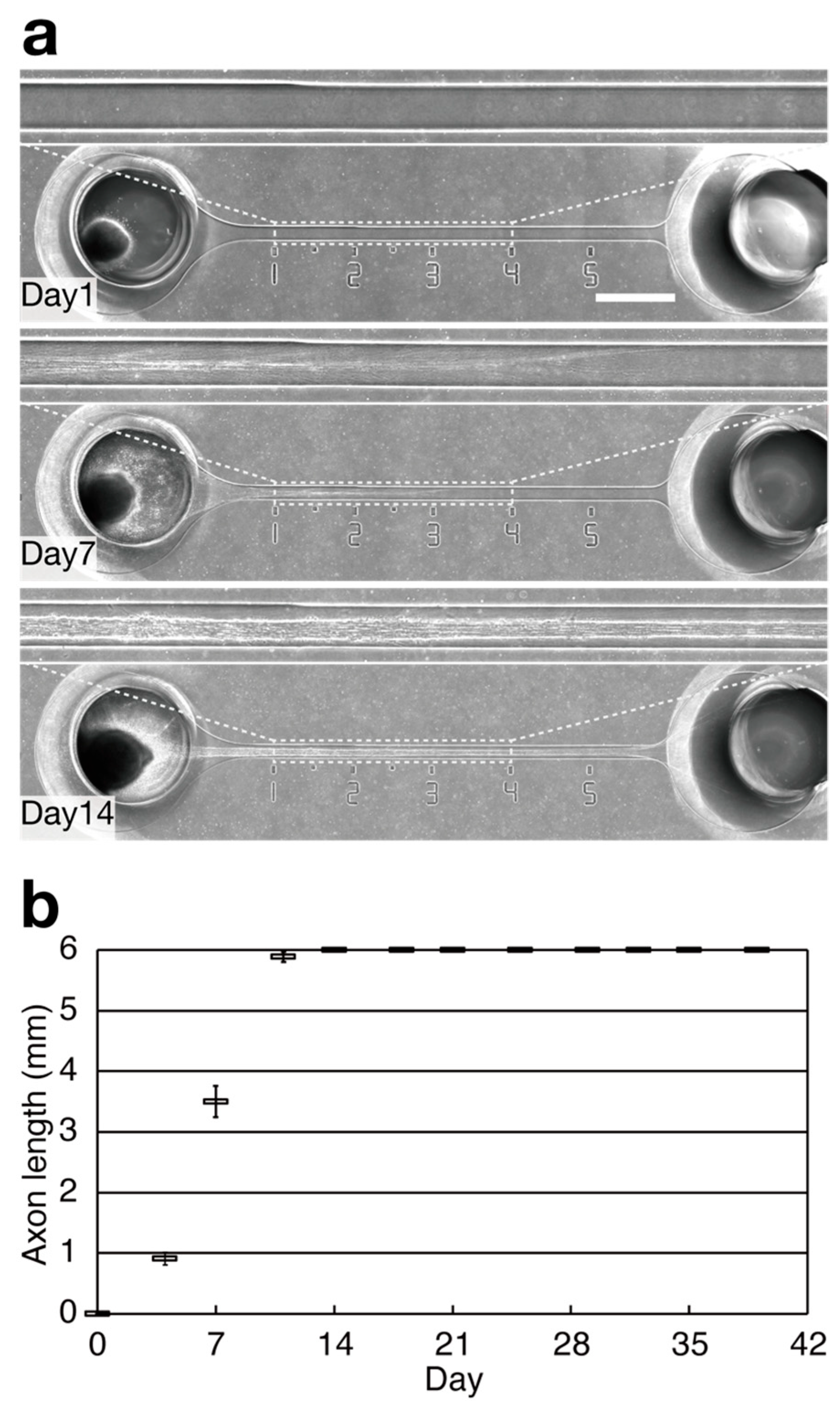 Bioengineering 11 00794 g002