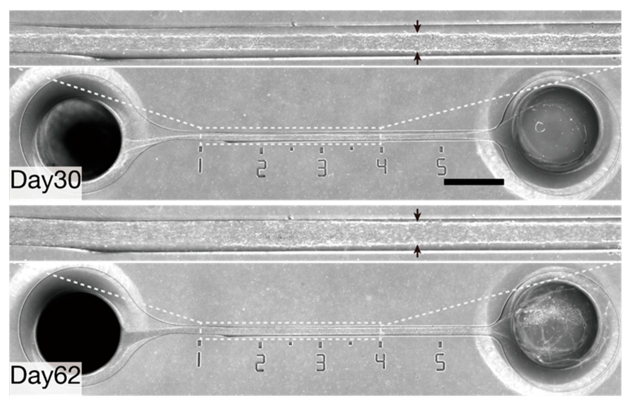 Bioengineering 11 00794 g003