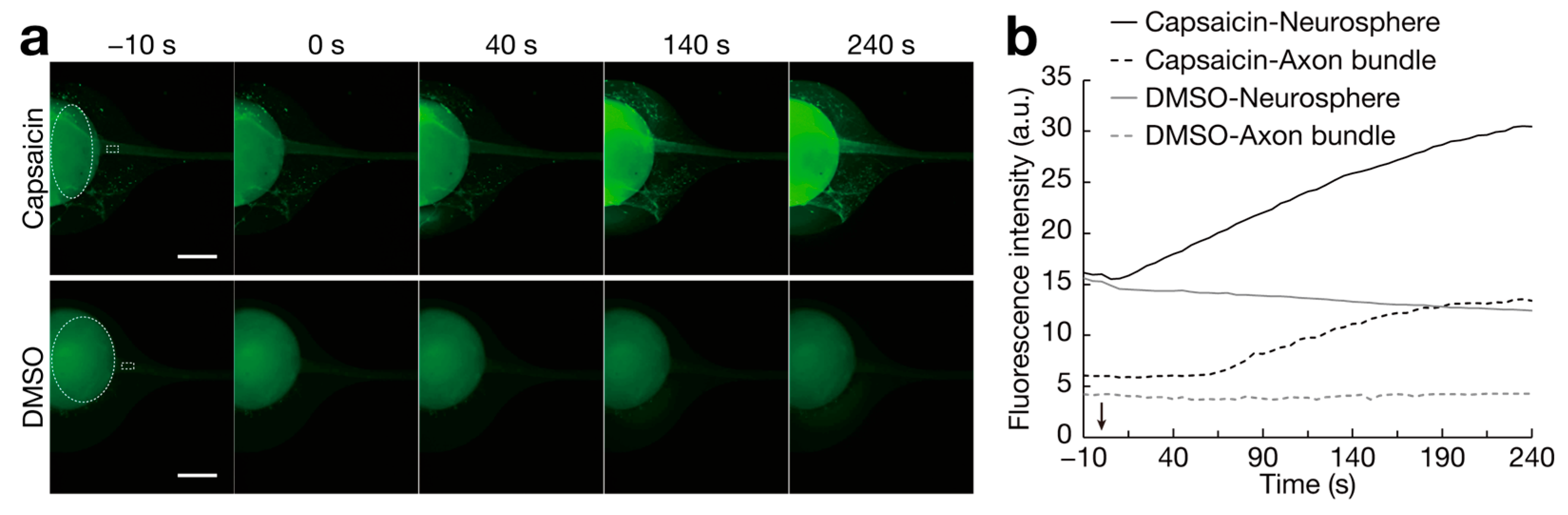 Bioengineering 11 00794 g006