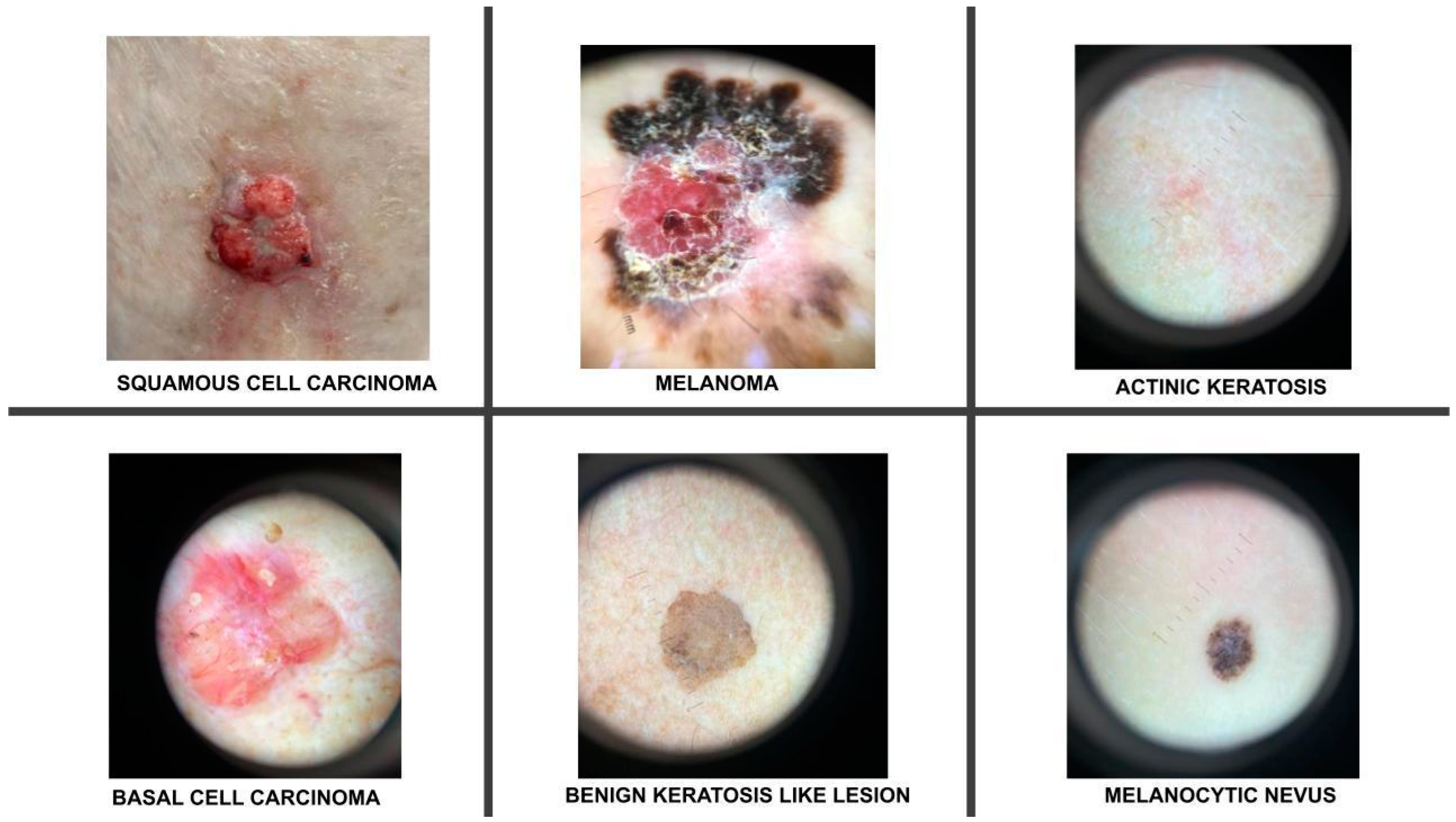 Bioengineering 11 00810 g001