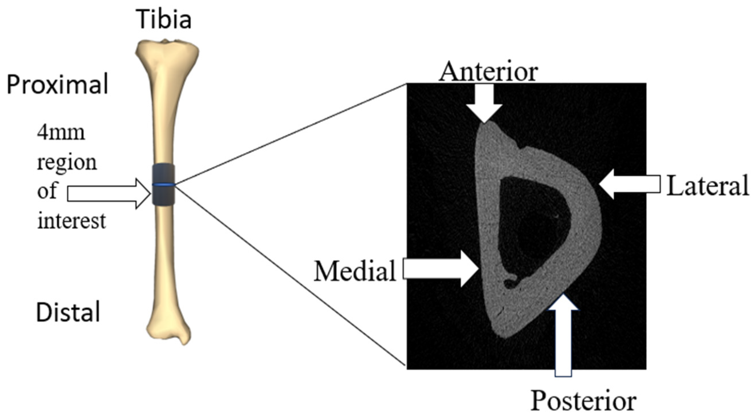 Bioengineering 11 00819 g002