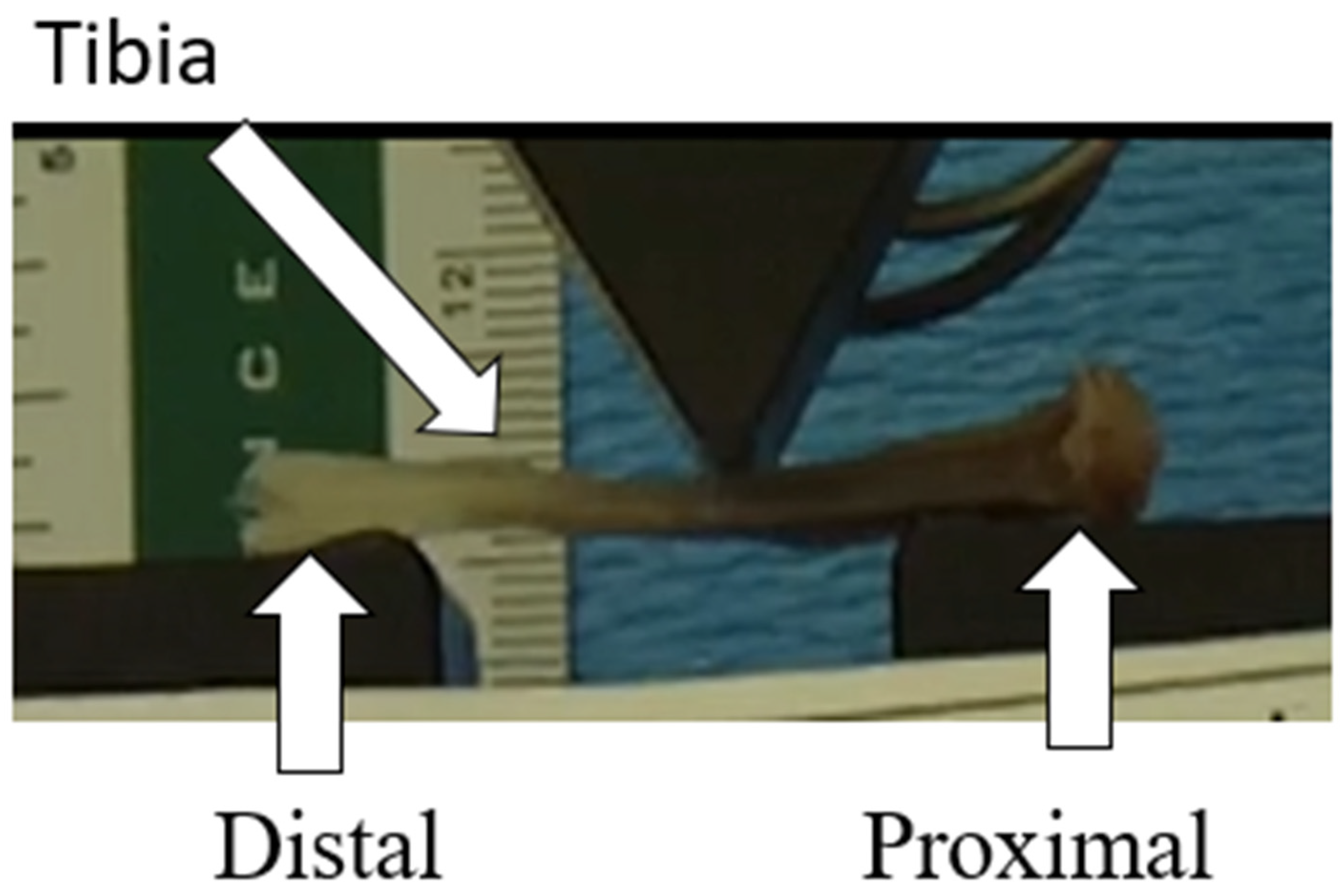 Bioengineering 11 00819 g003