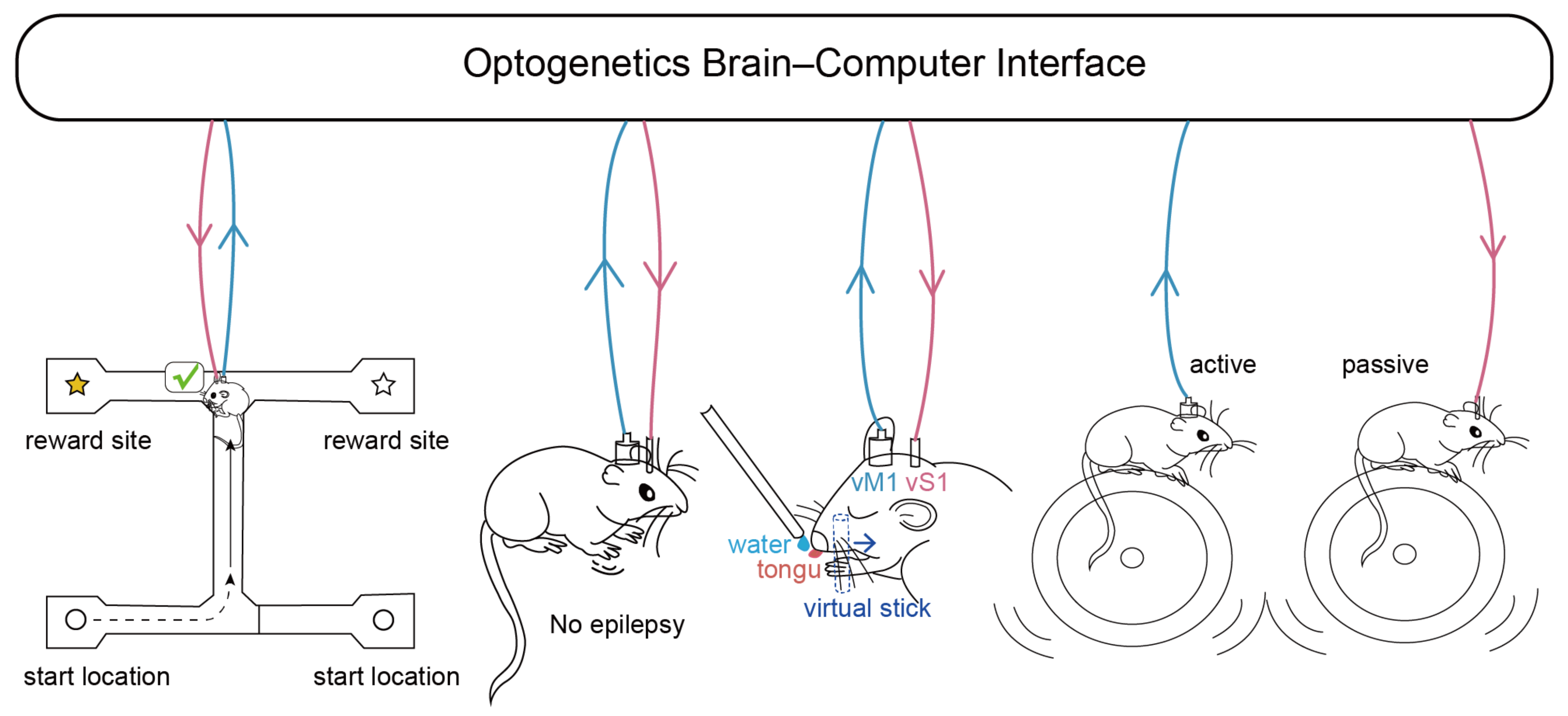 Optogenetic Brain–Computer Interfaces