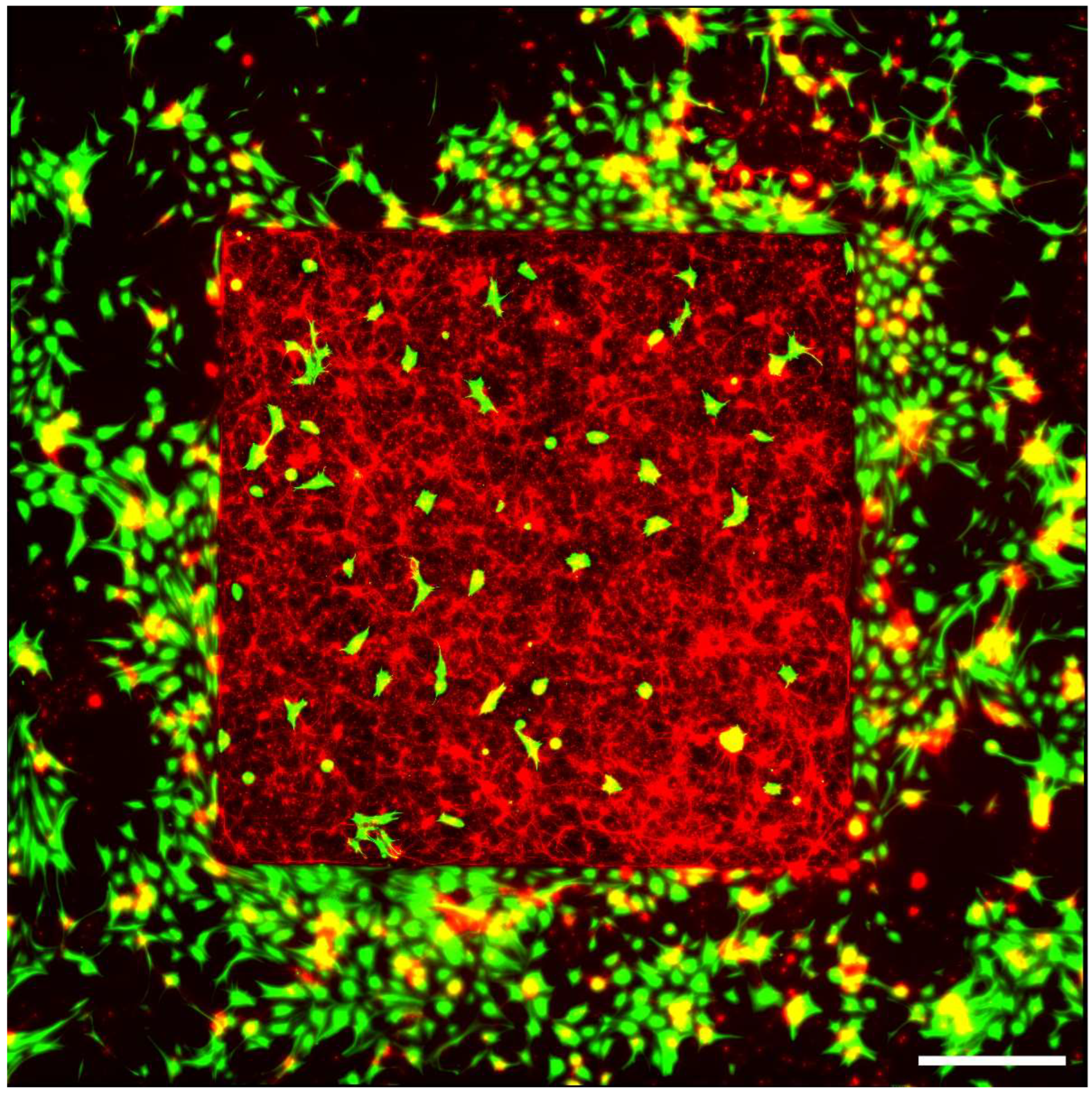 Bioengineering 11 00823 g003