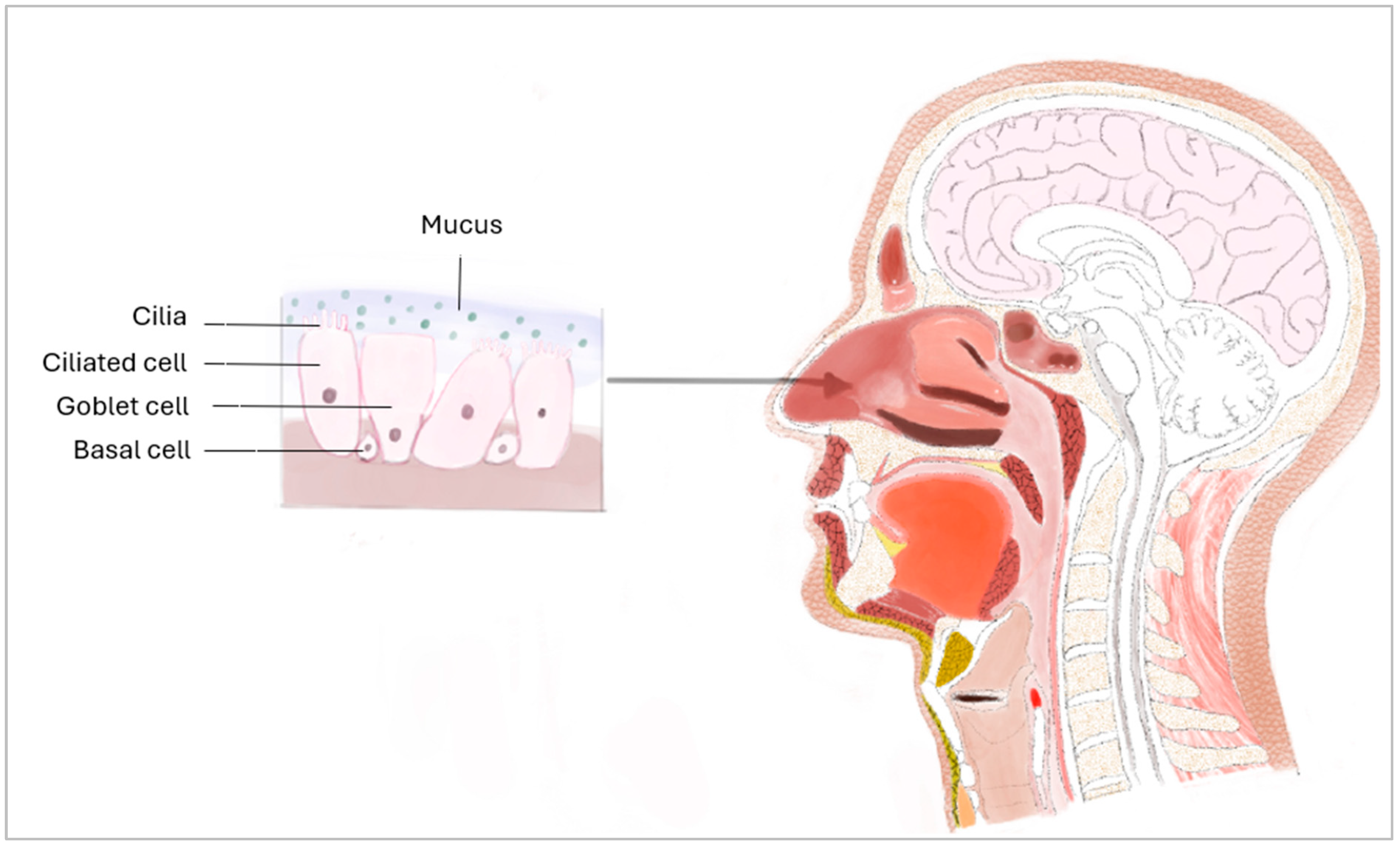 Bioengineering 11 00826 g001 Bioengineering 11 00826 g001