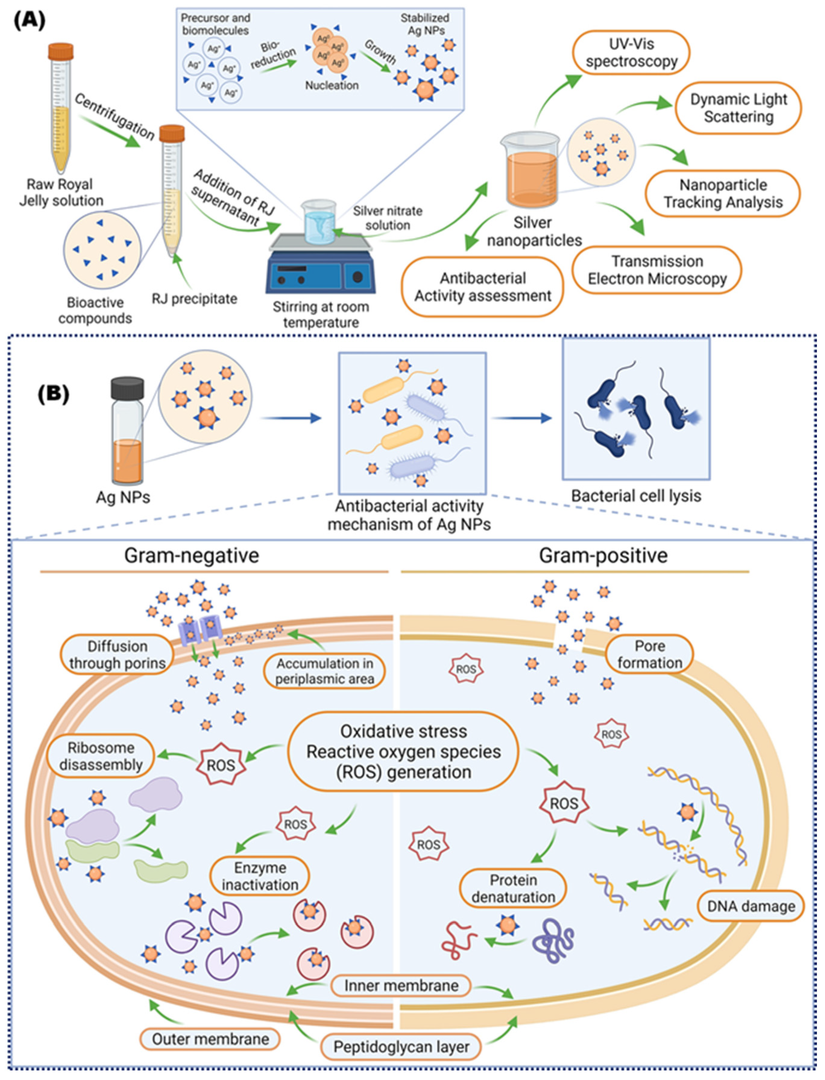 Bioengineering 11 00829 g004