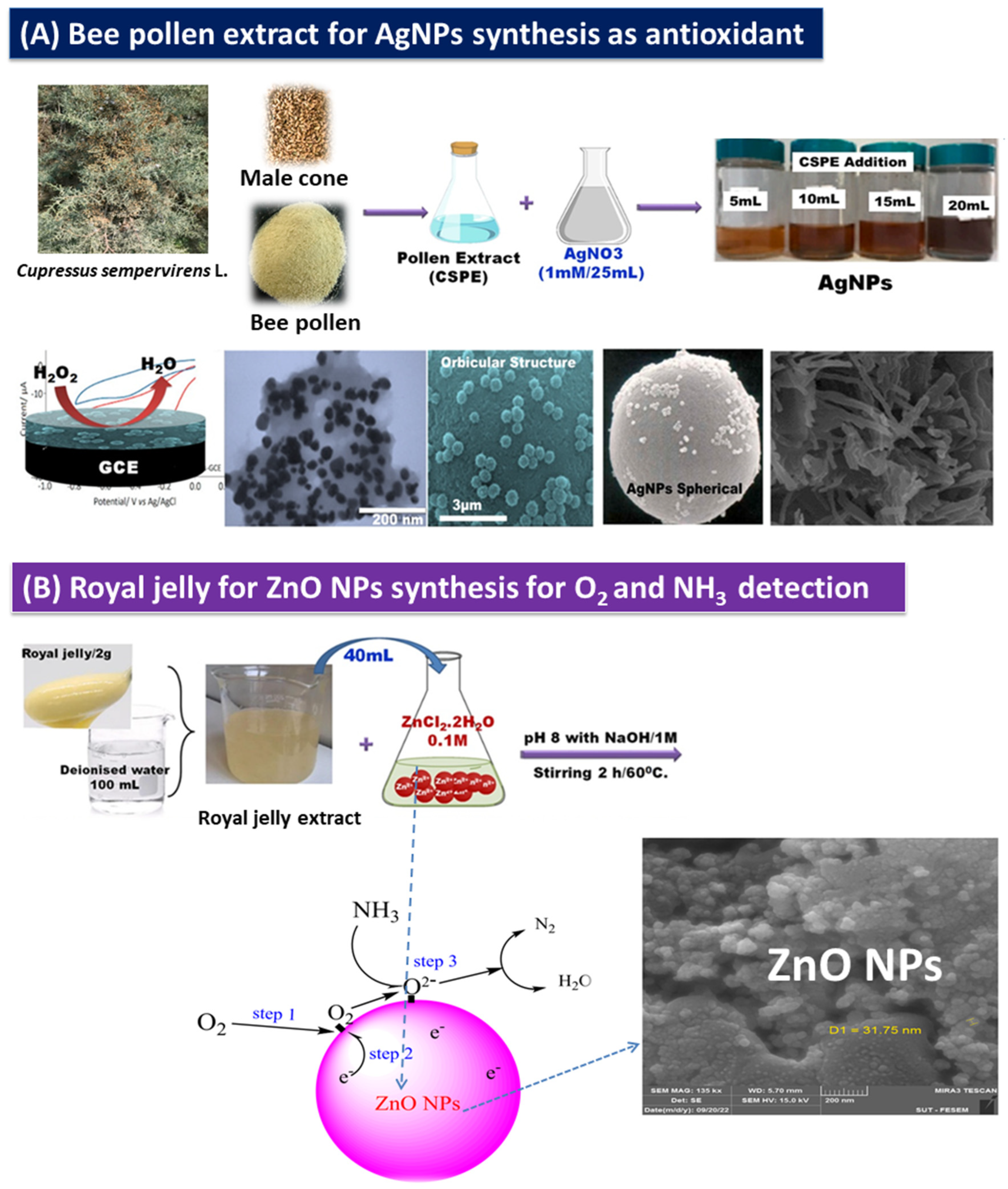 Bioengineering 11 00829 g005