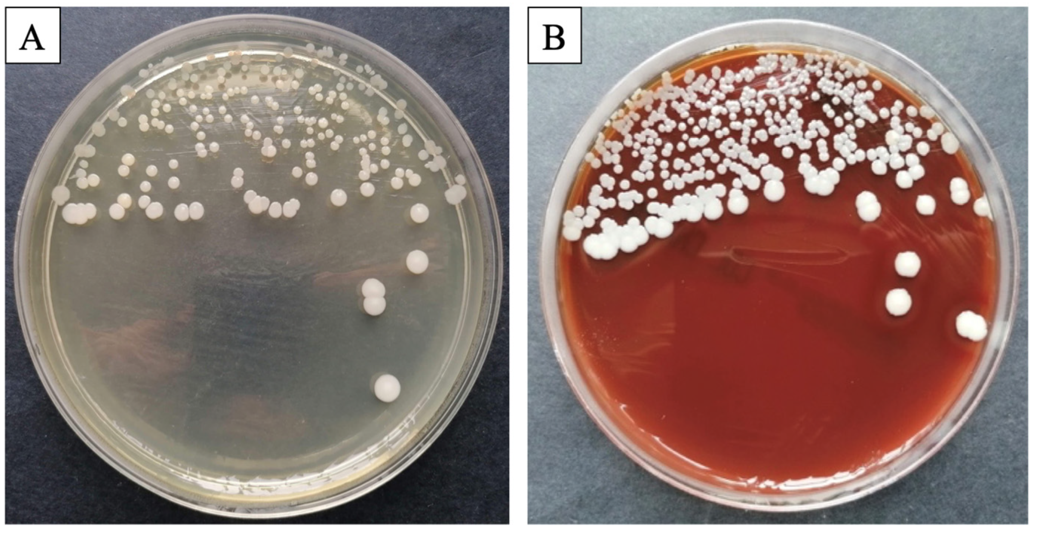 Bioengineering 11 00837 g001