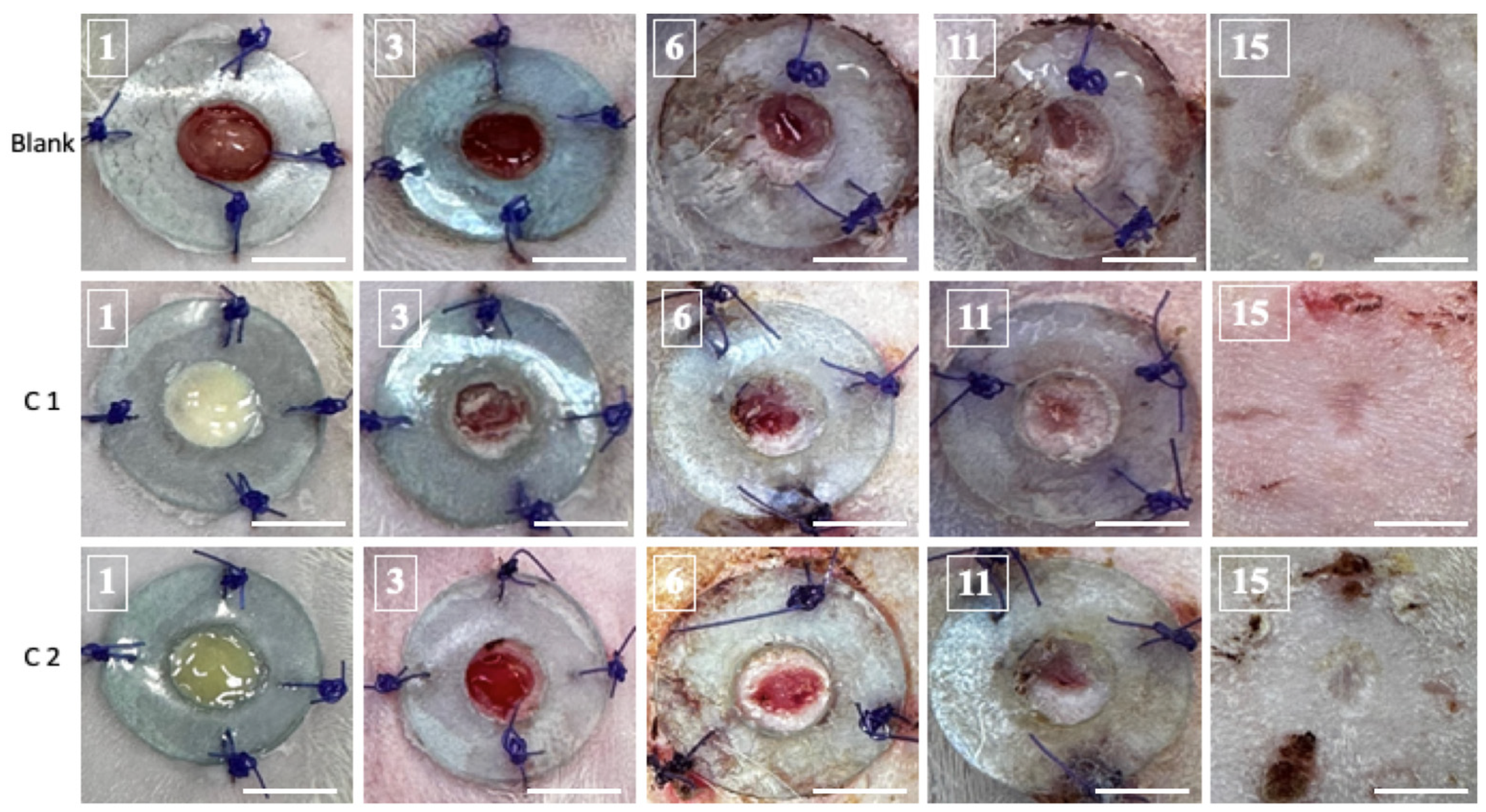 Bioengineering 11 00837 g002