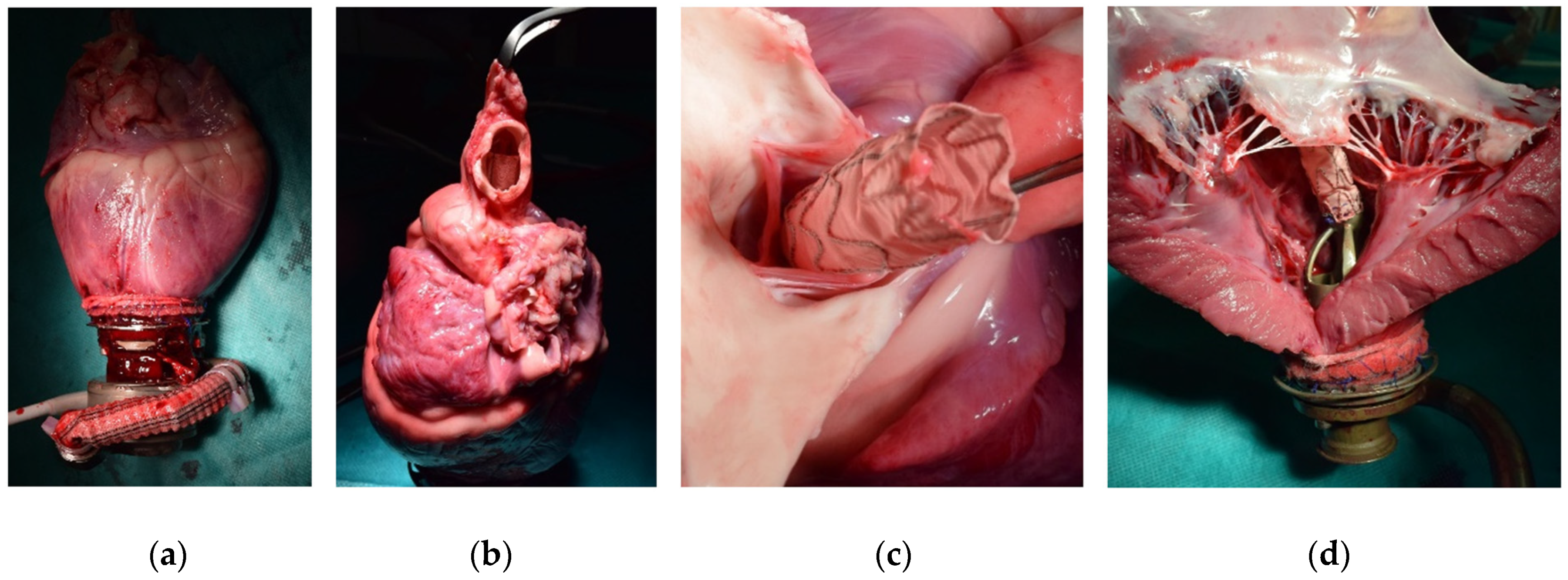 Bioengineering 11 00848 g006 Bioengineering 11 00848 g006