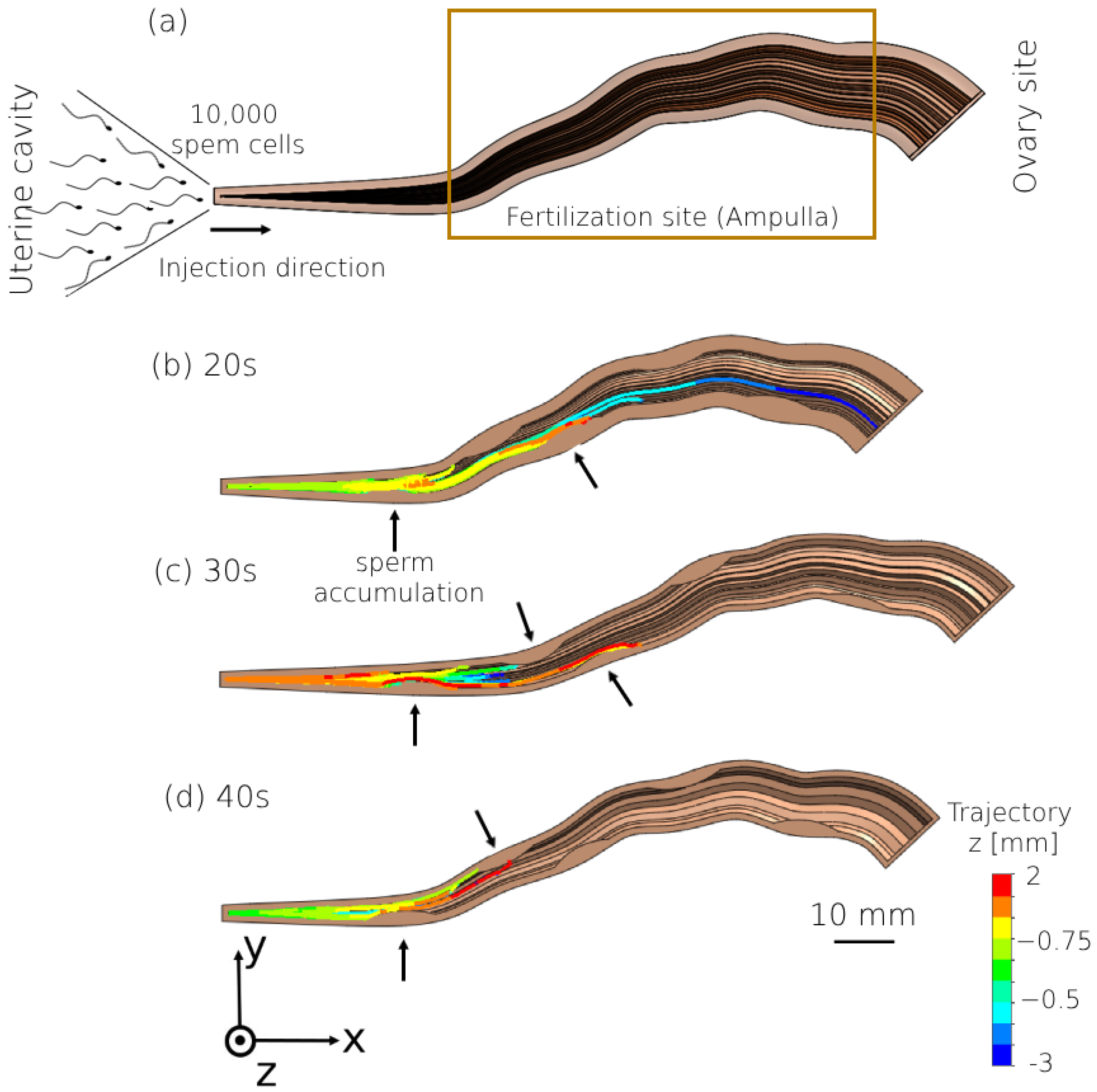 Bioengineering 11 00852 g004