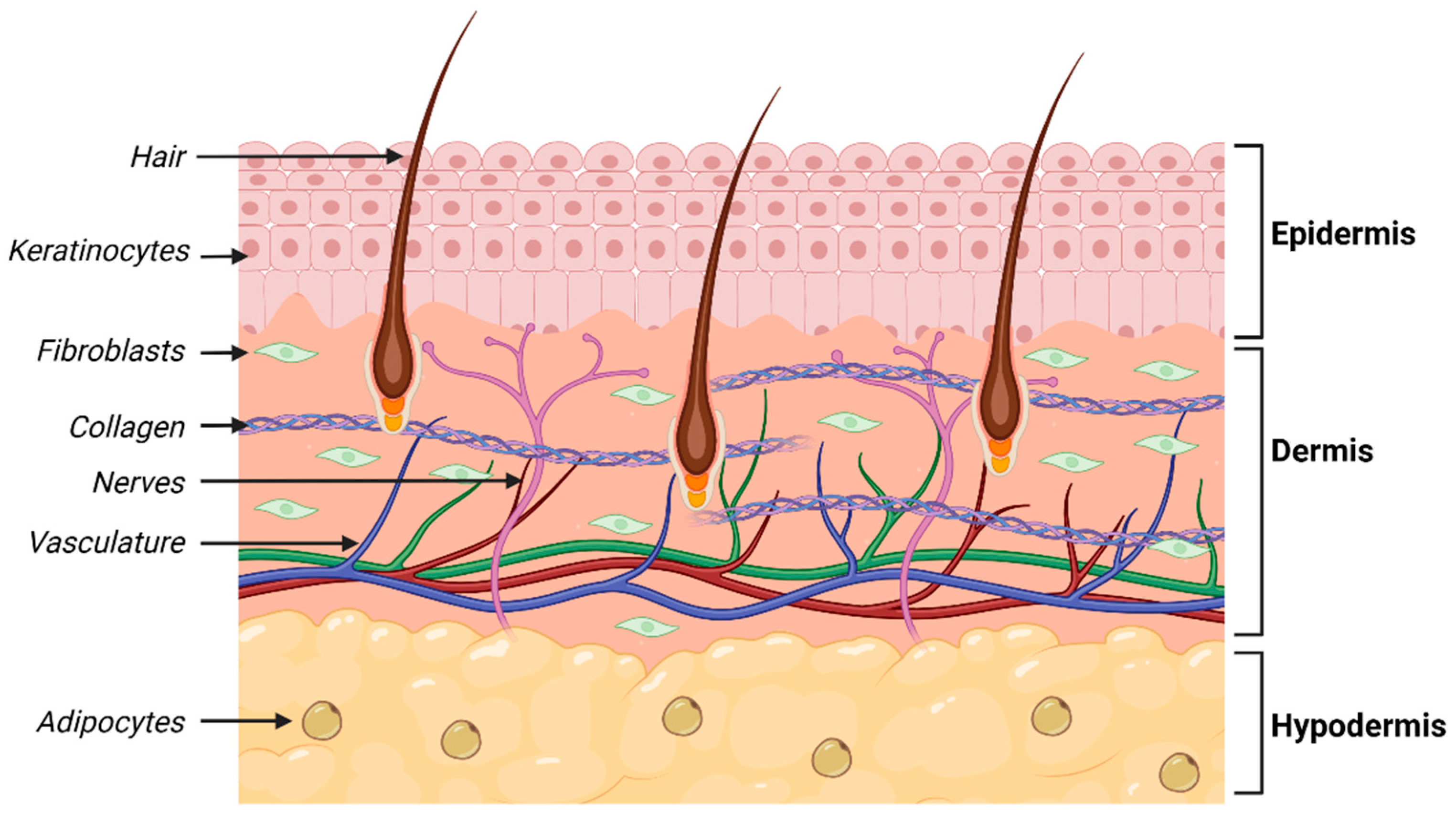 Bioengineering 11 00856 g003