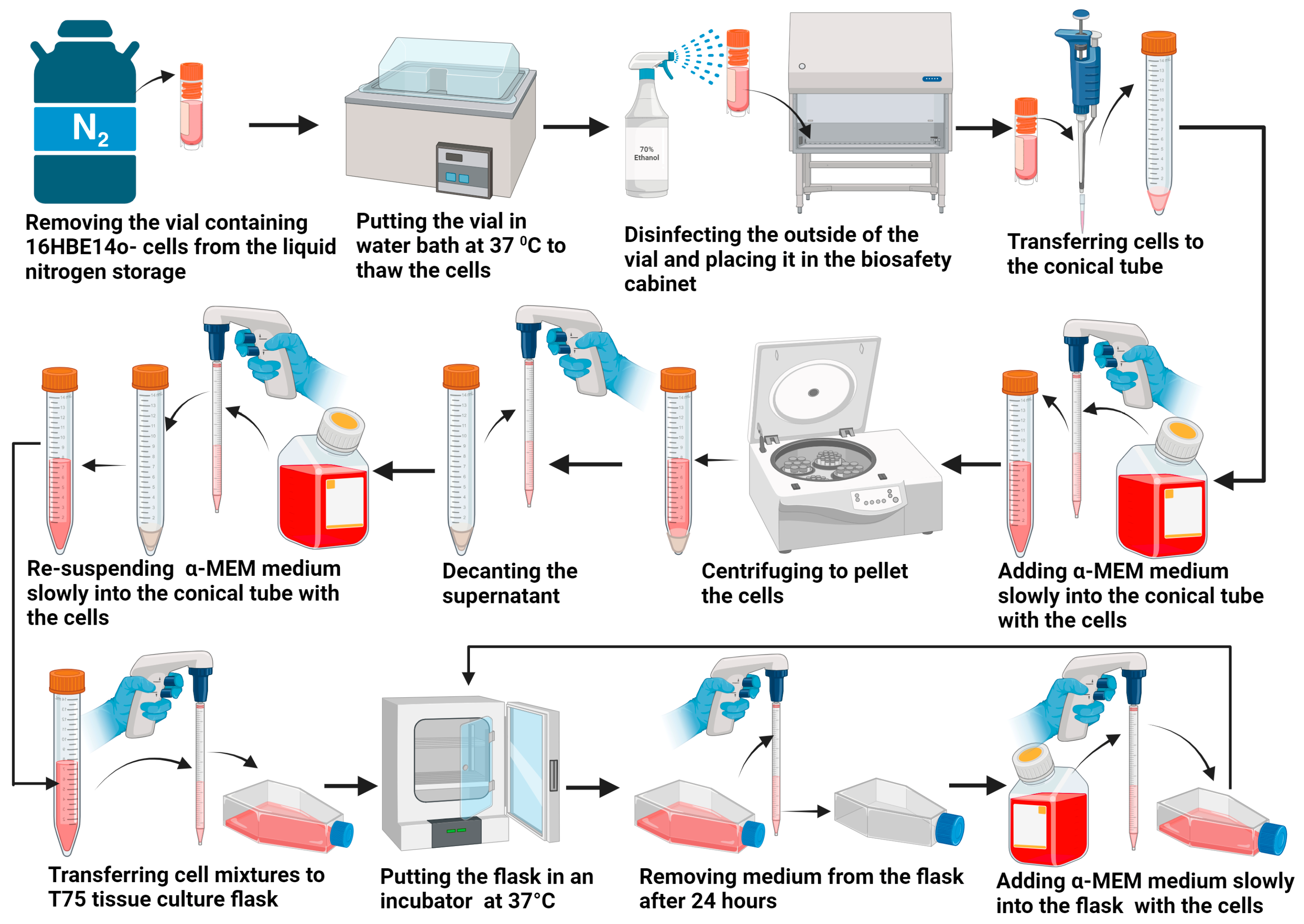 Bioengineering 11 00862 g001