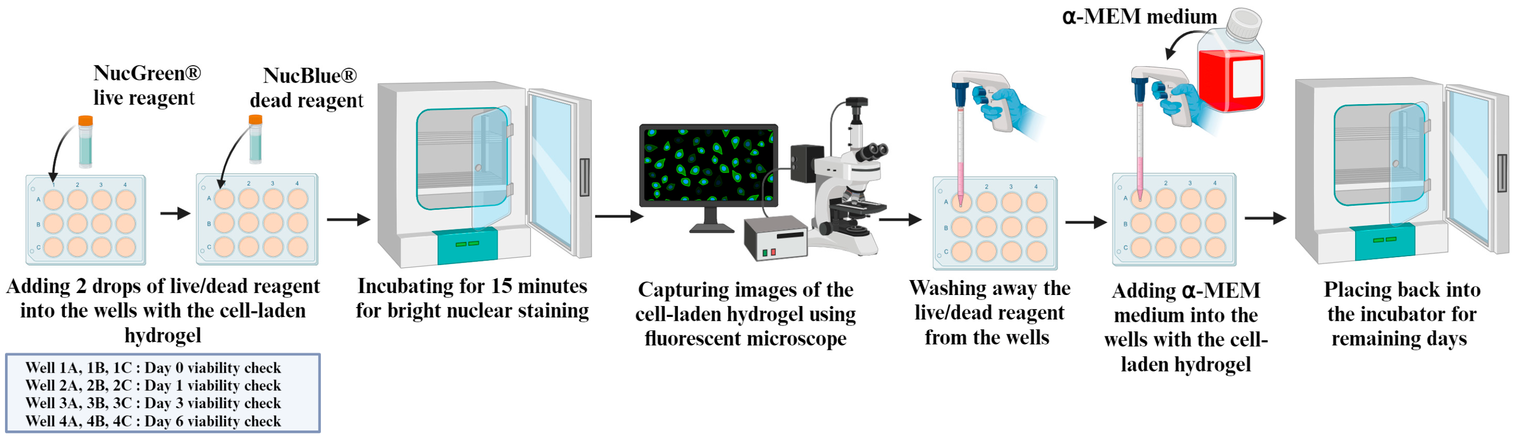 Bioengineering 11 00862 g003
