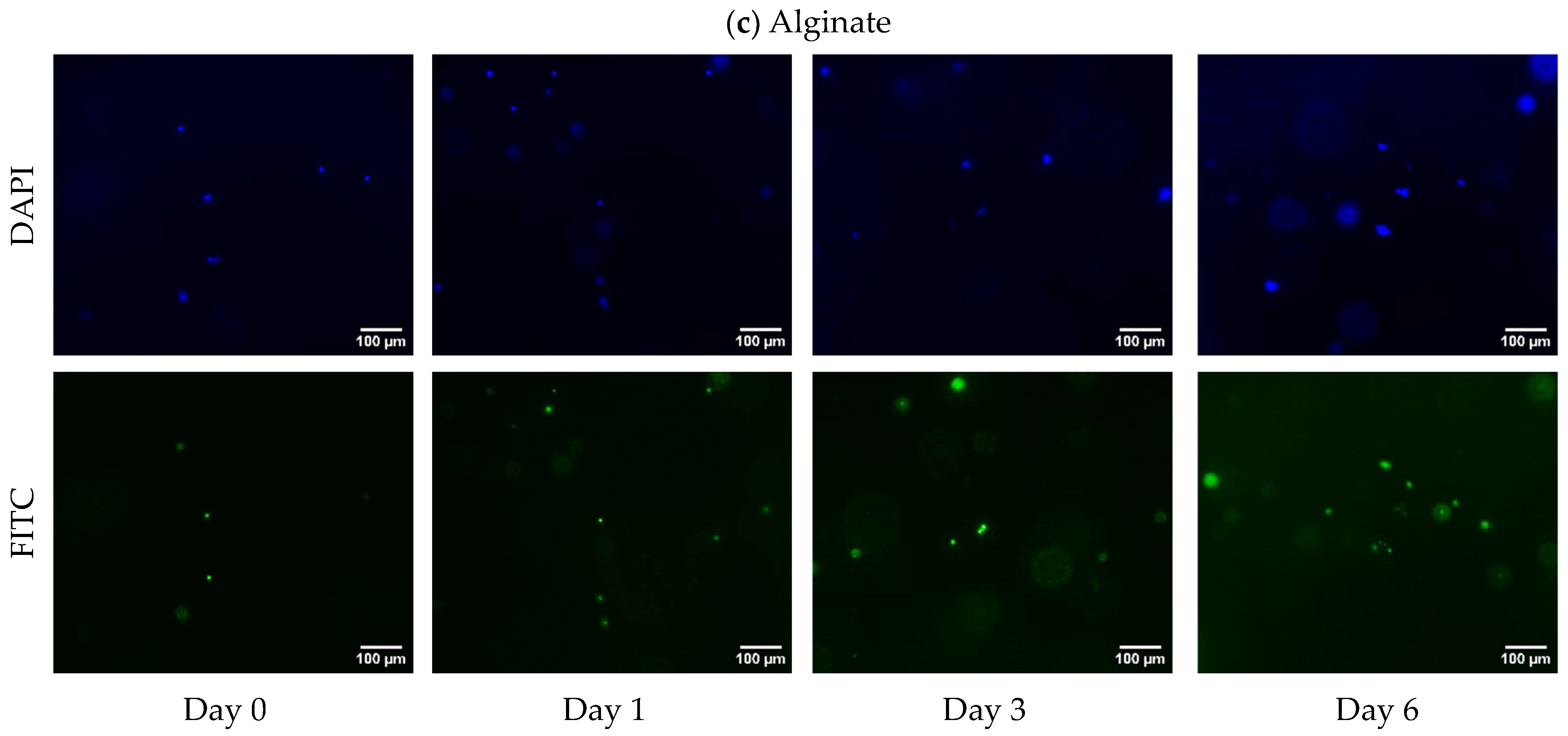 Bioengineering 11 00862 g006b