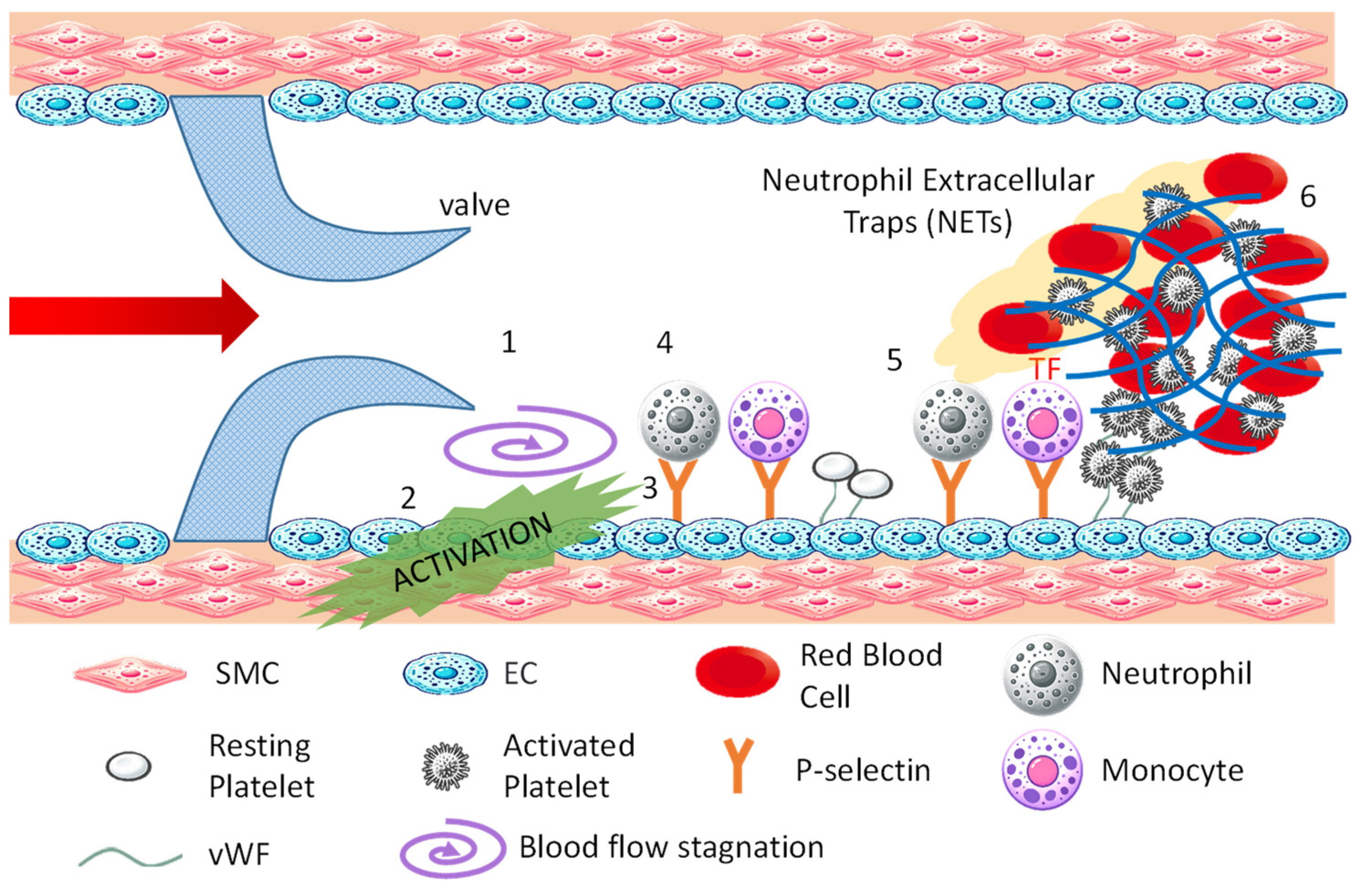 Bioengineering 11 00871 g002 Bioengineering 11 00871 g002