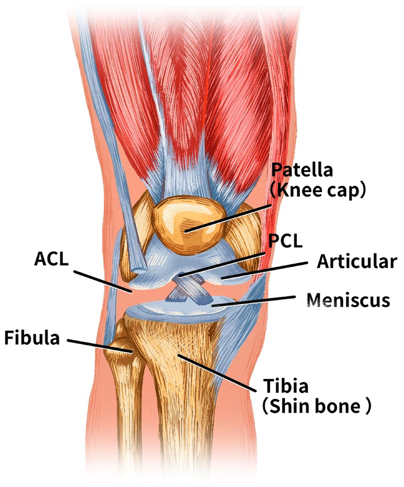 Bioengineering 11 00880 g001