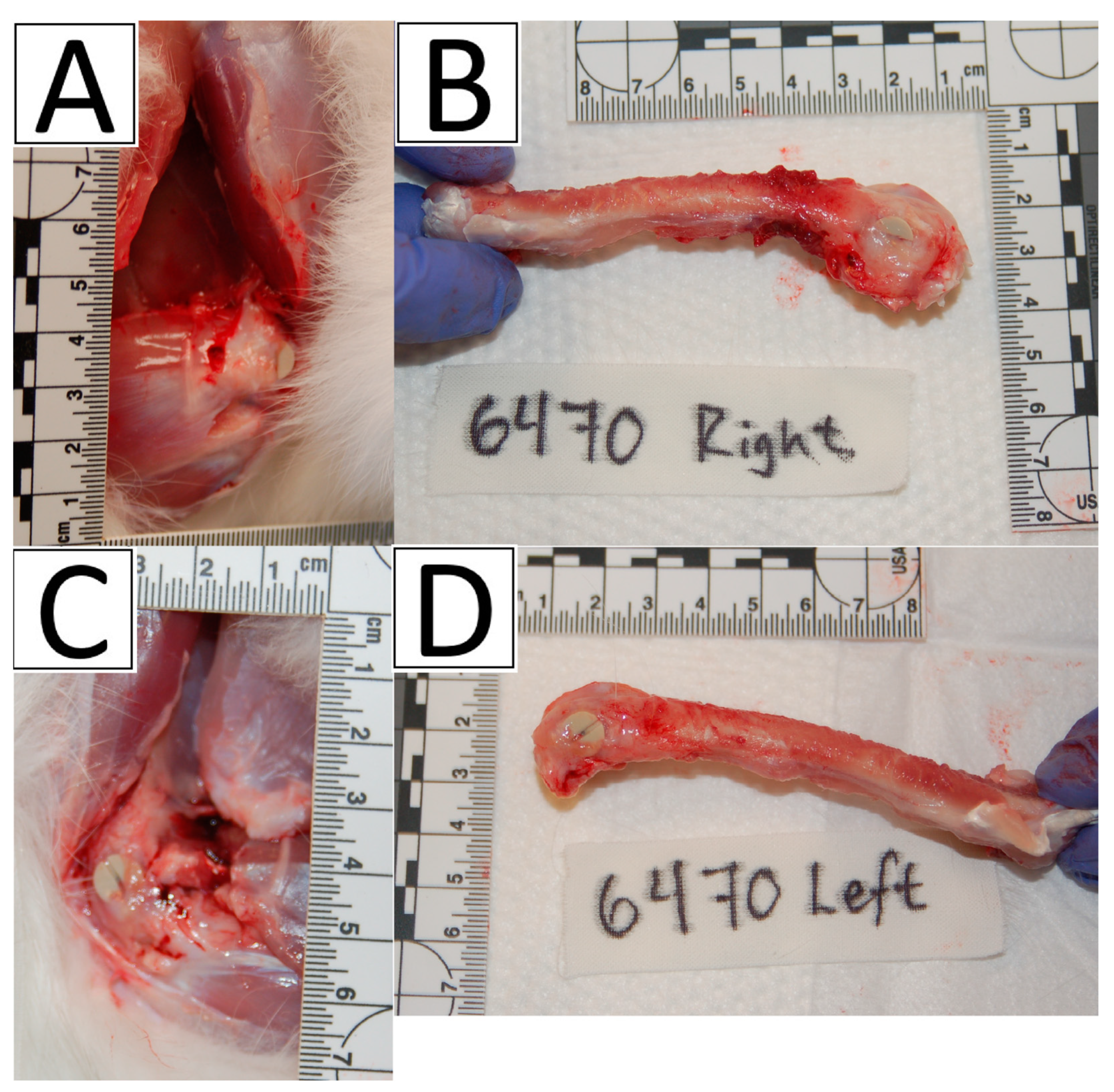 Bioengineering 11 00898 g003