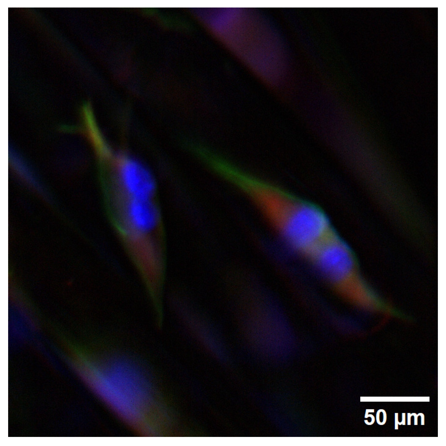 Bioengineering 11 00919 g007